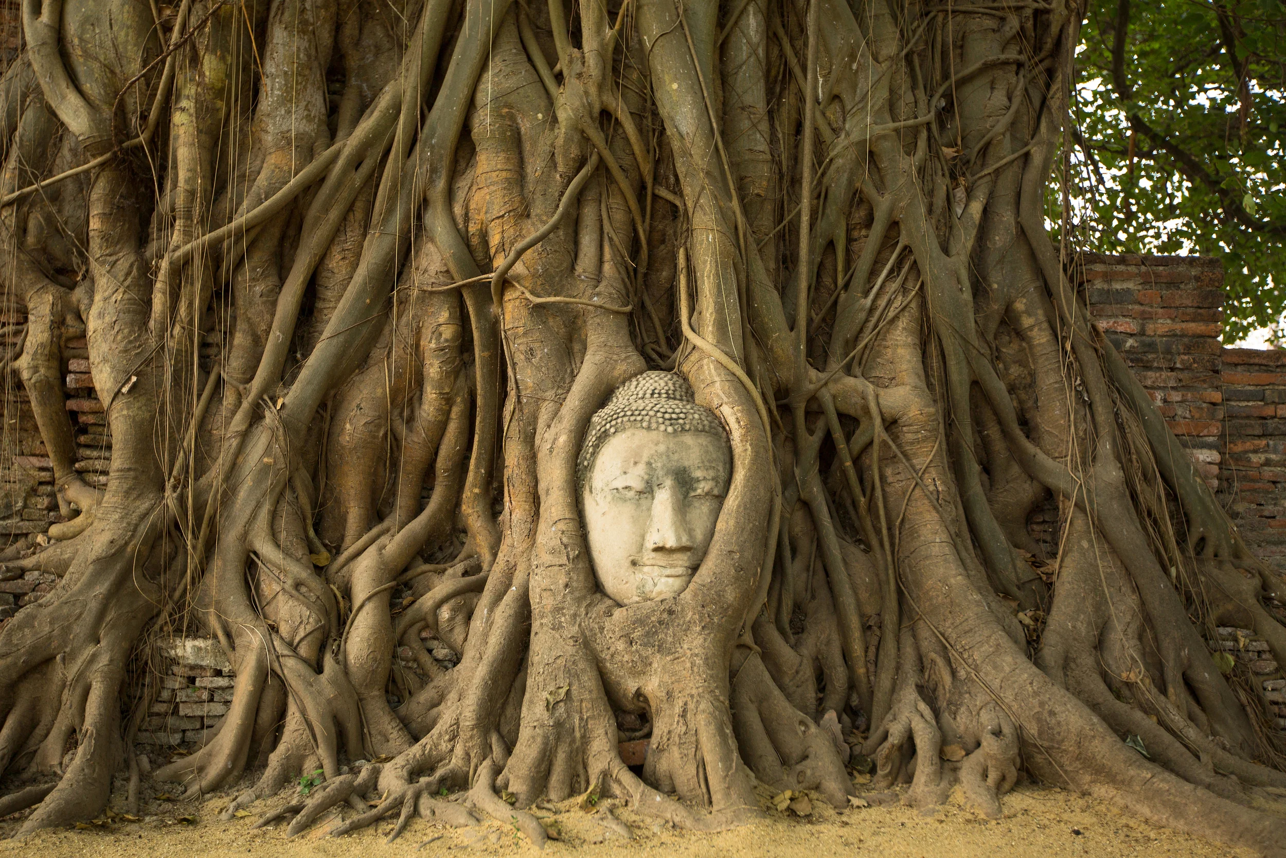 Wat Mahathat and the Buddha Head in a Banyan Tree