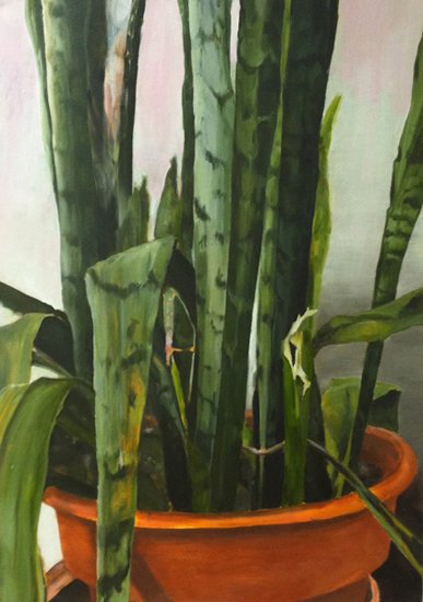 Snake Plant