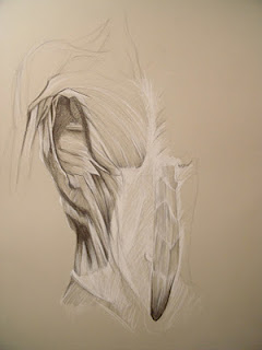 Anatomy Study