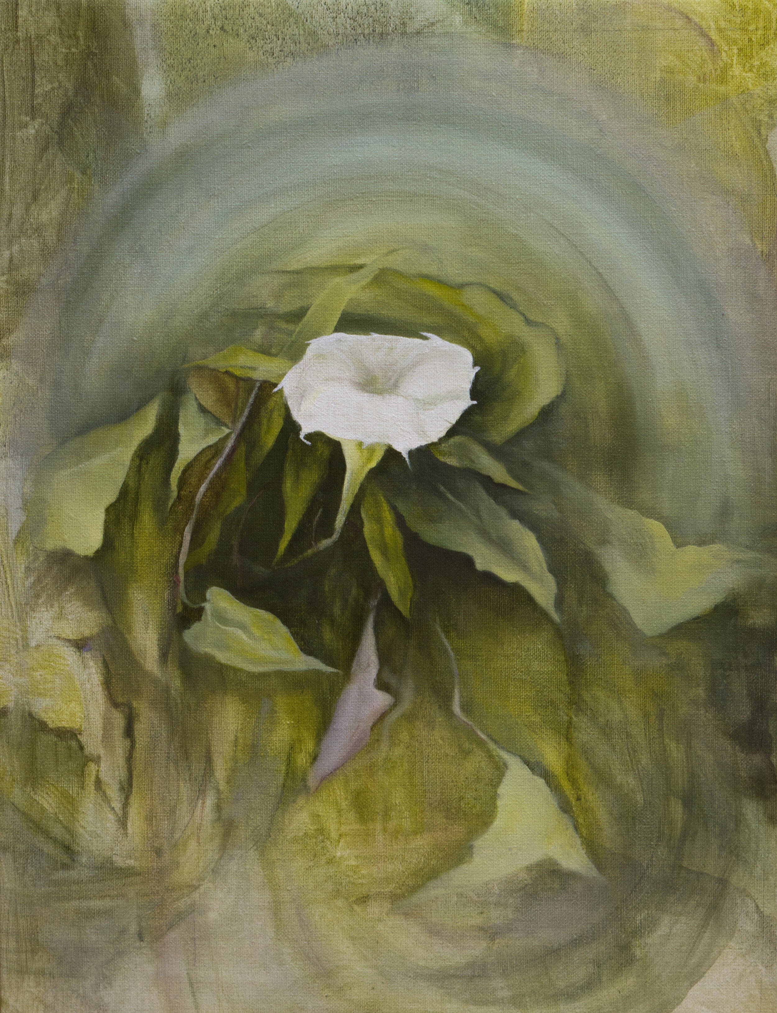 Moonflower