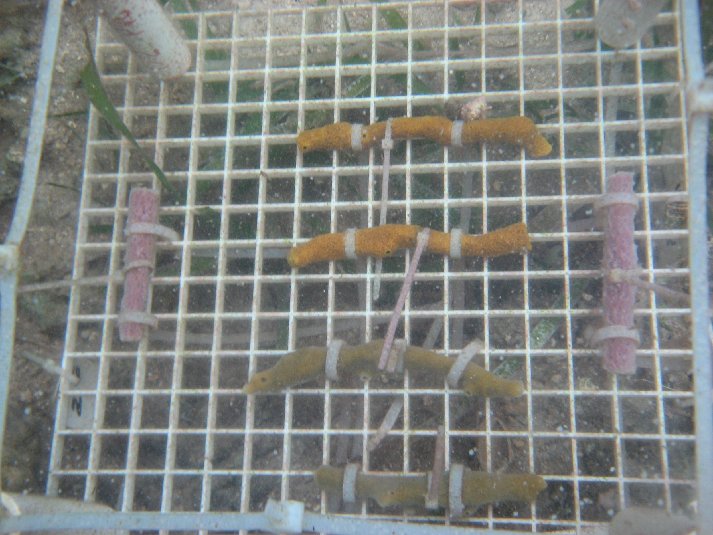  Shading experiment (transparent or control canopy) in Bocas del Toro, Panama.&nbsp; 