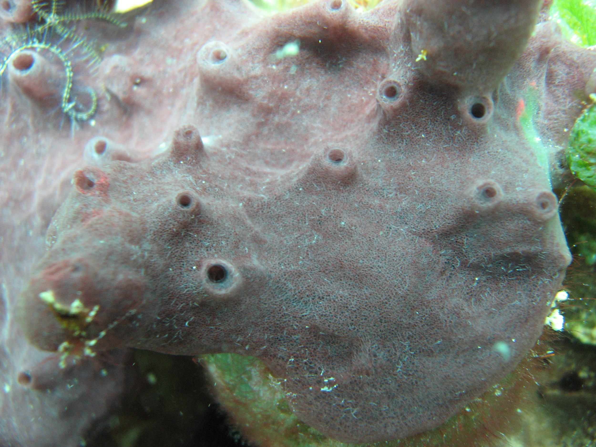   Xestospongia bocatorensis  in Bocas del Toro, Panama. This sponge hosts filamentous cyanobacteria 