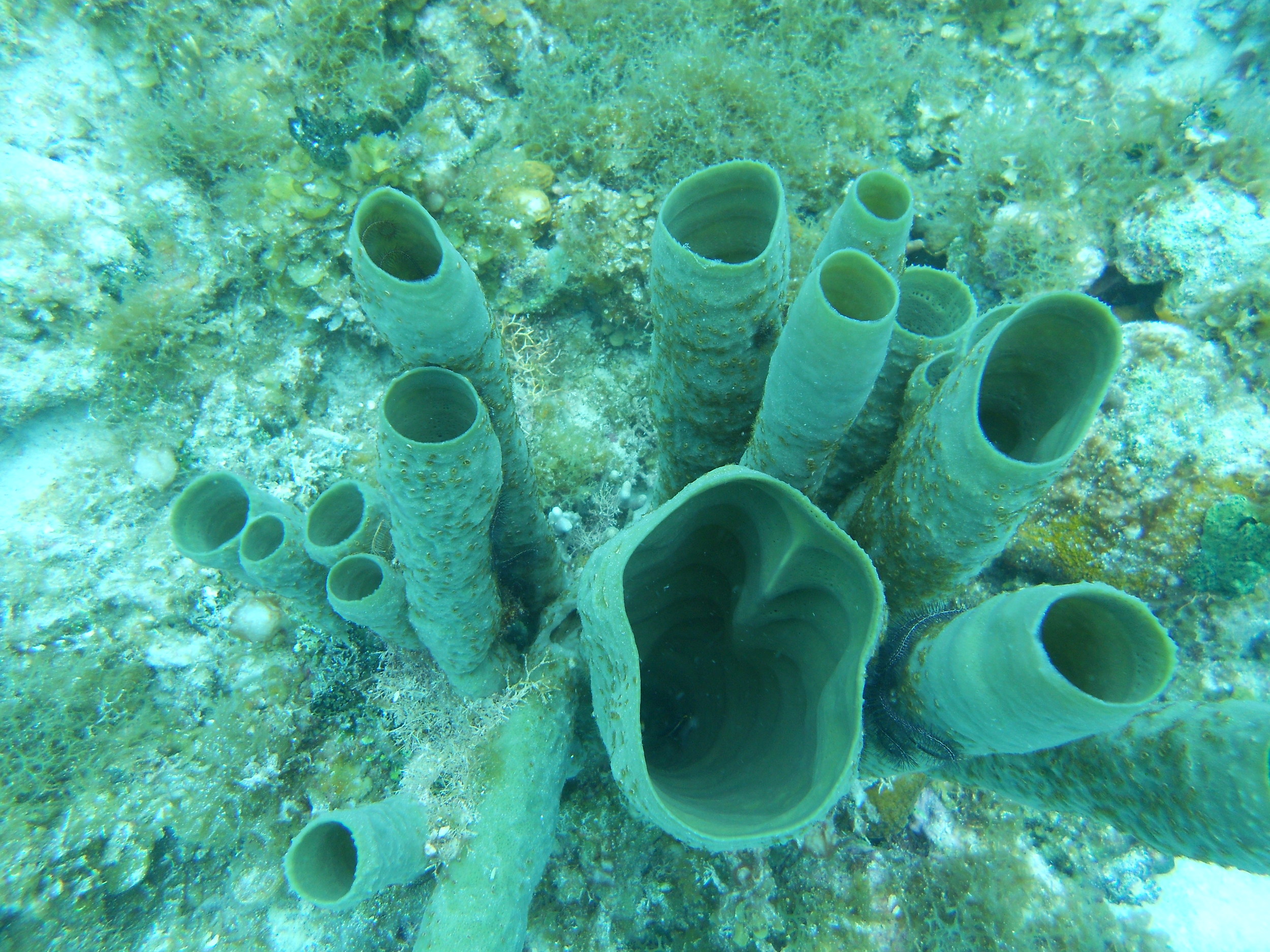  Vase sponge with "sparse" microbial symbiont community in Belize 