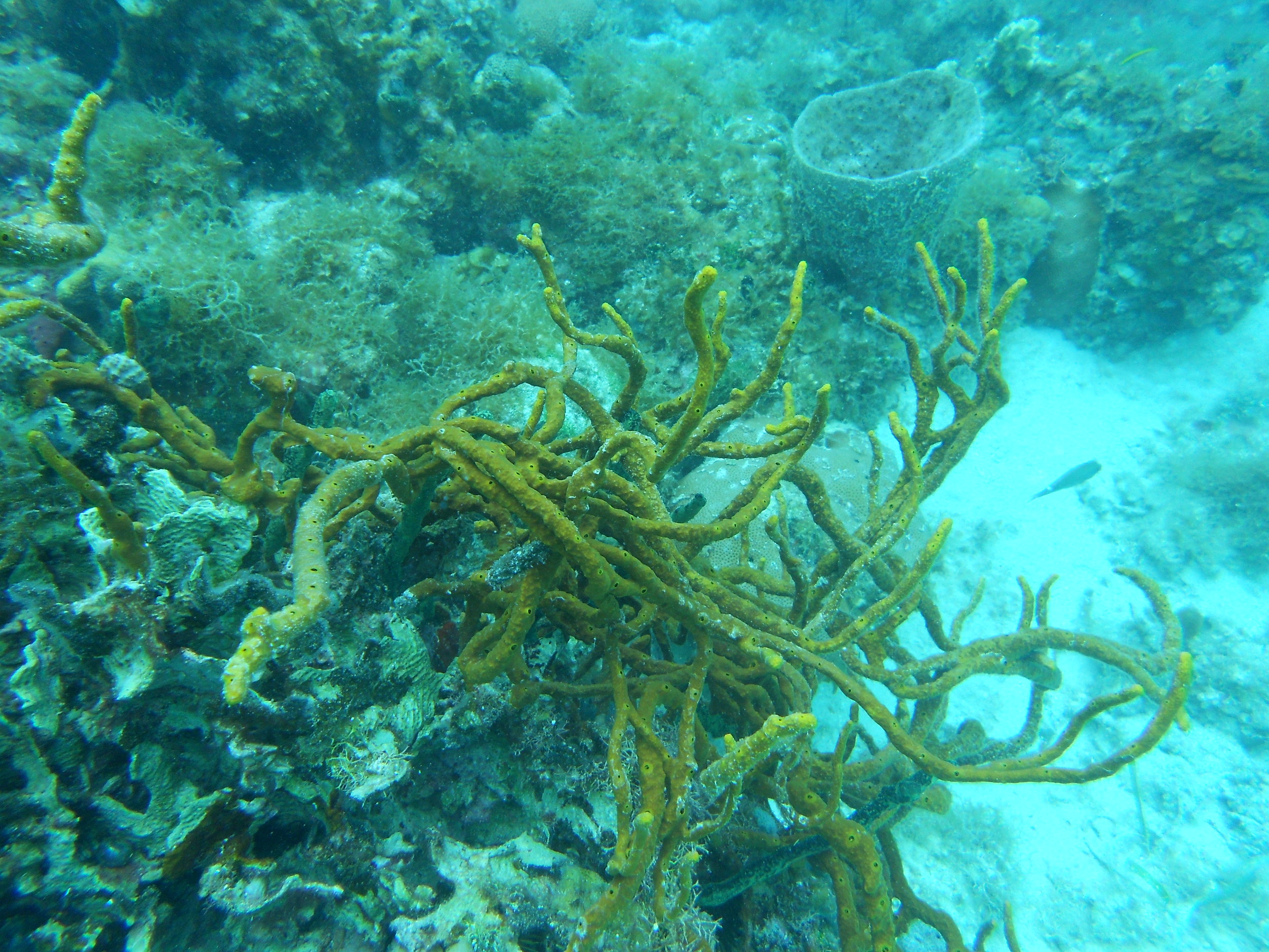  A very common rope sponge in the Caribbean that hosts abundant microbial symbionts 