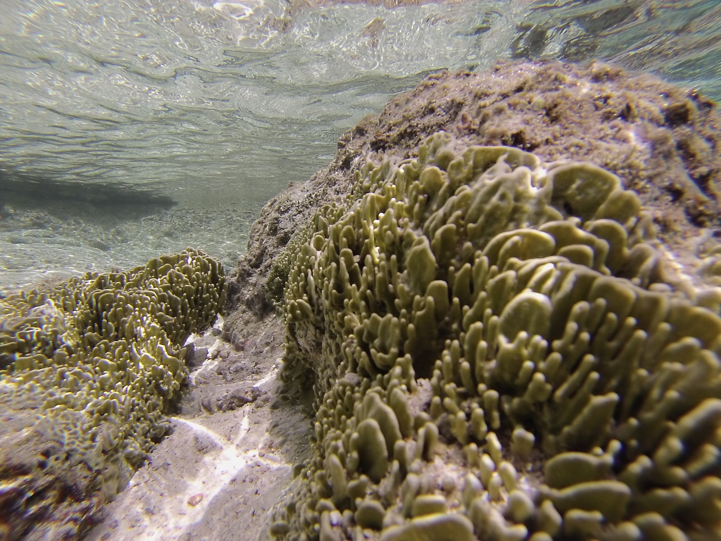  Symbiotic sponge in Moorea, French Polynesia 