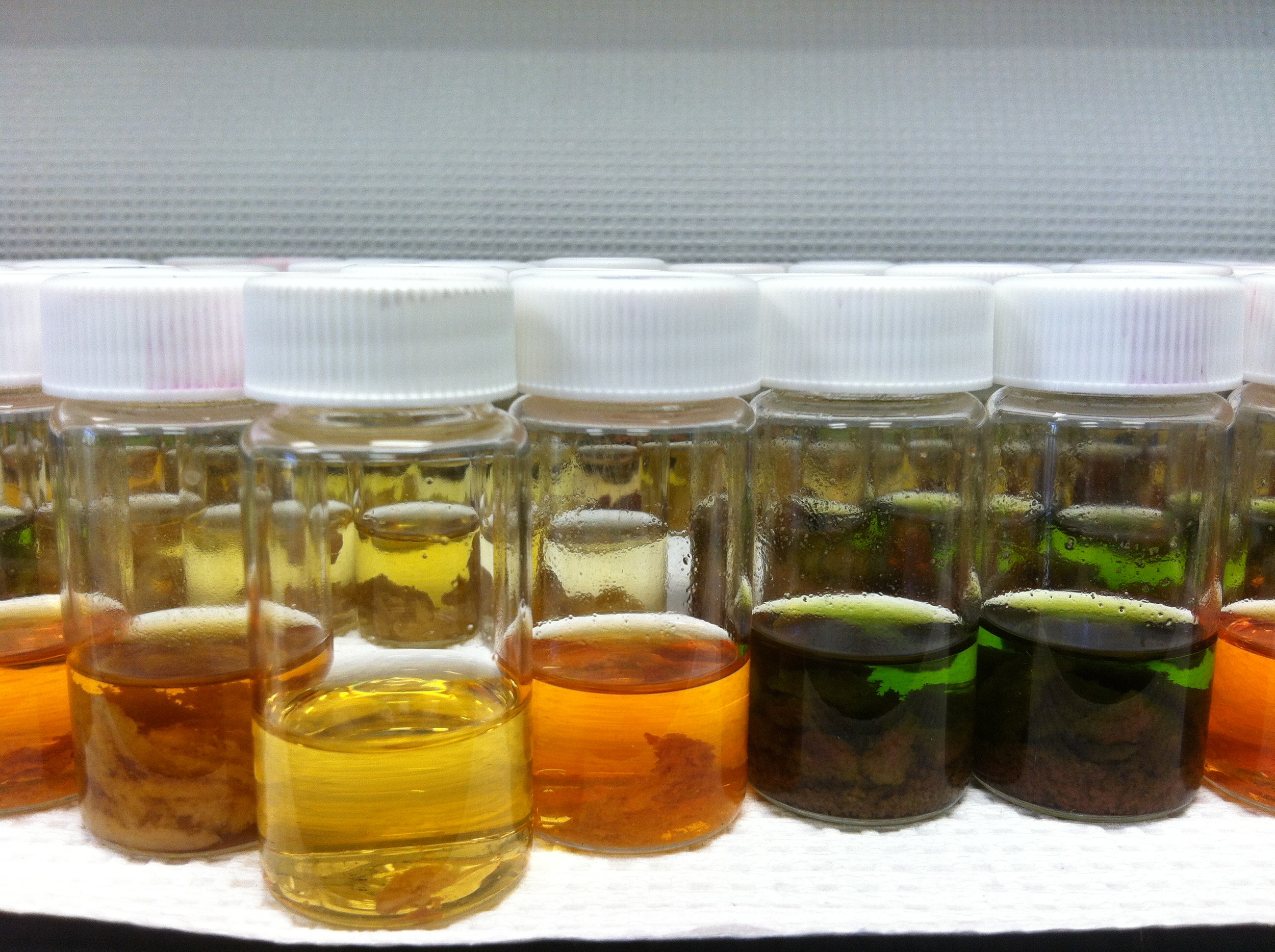  High chlorophyll  a  concentration (green vials) implies that these sponges host abundant photosymbiont or cyanobacterial communities.&nbsp; 