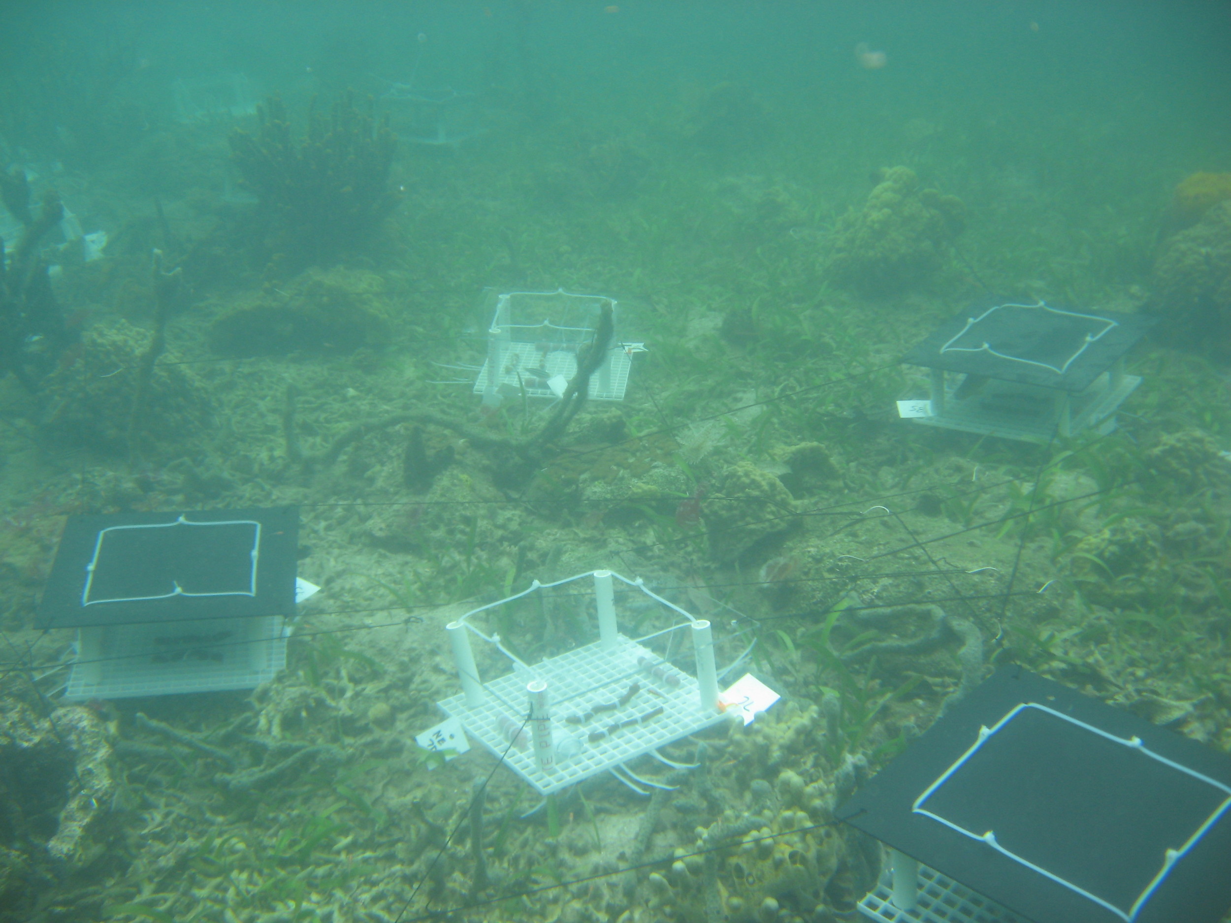  Shading experiment setup on a shallow reef in Bocas del Toro, Panama 