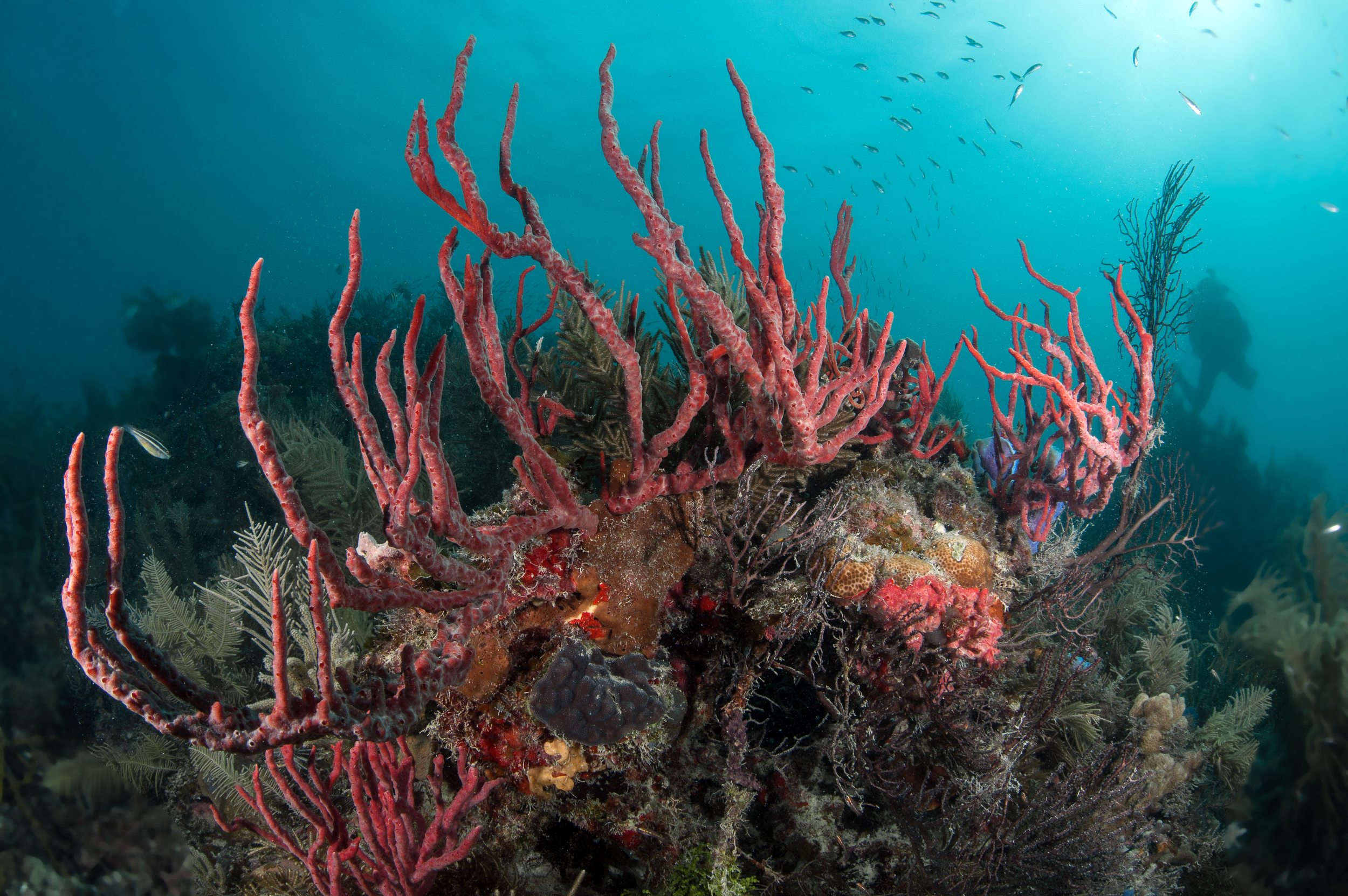  Many co-occurring sponge species  host unique microbial communities . These unique interactions may allow some species to utilize novel nutrient sources within reef communities and support the coexistence of diverse organisms within these systems. 