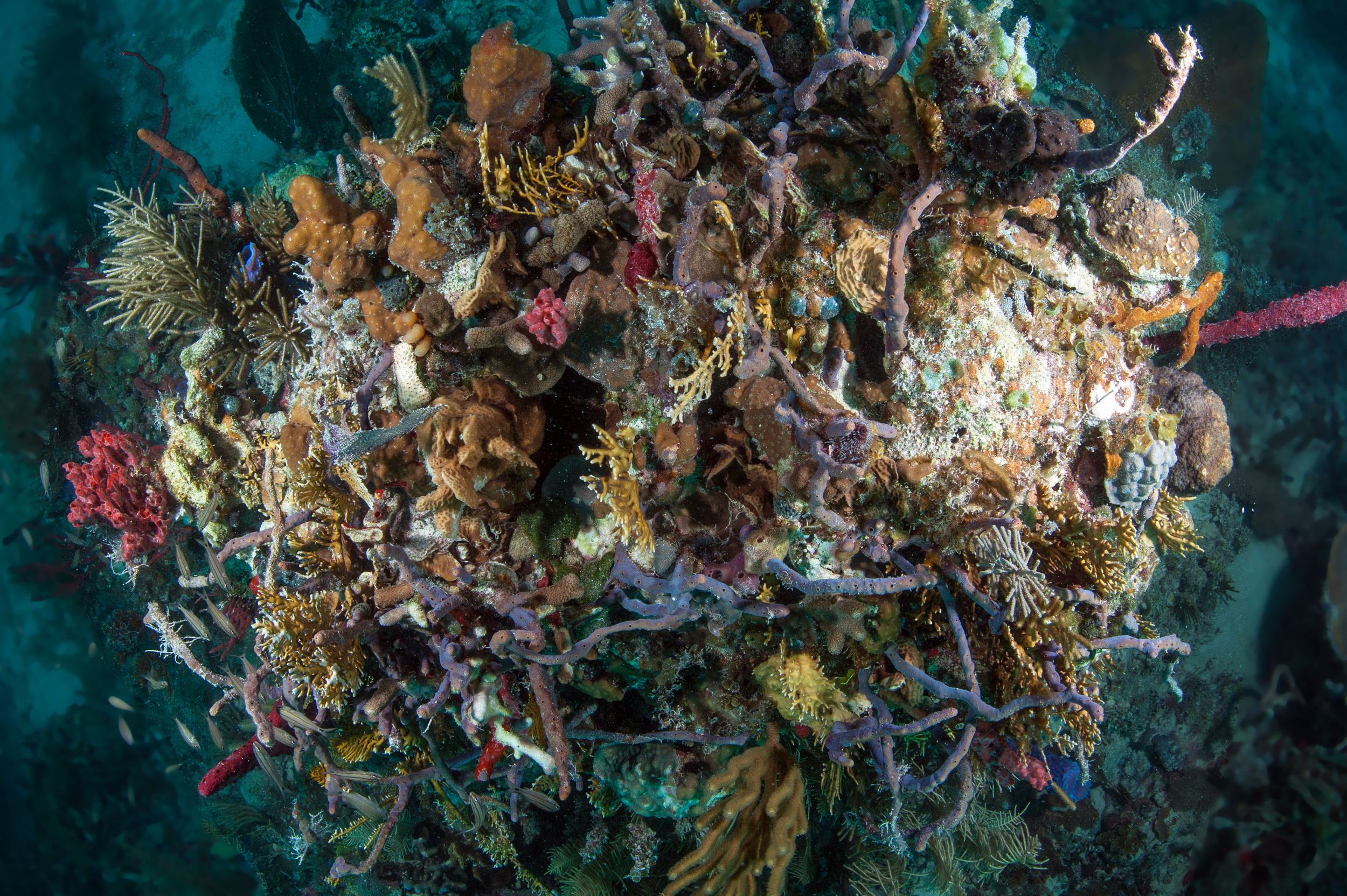  Metabolic diversity&nbsp;across co-occurring sponge species may have an important role&nbsp;in supporting diverse and complex reef communities like these in the&nbsp; Miskito Cays of Honduras .&nbsp; 