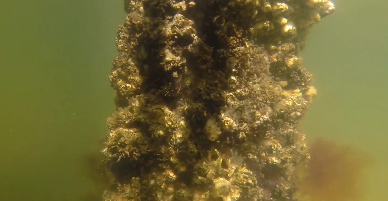 Epibenthic grazers like these barnacles and tunicates may exert "top down" pressure on bloom particles in the water column. Like sponges, many of these organisms are filter-feeders that remove large quantities of particulate matter from the water each day. 