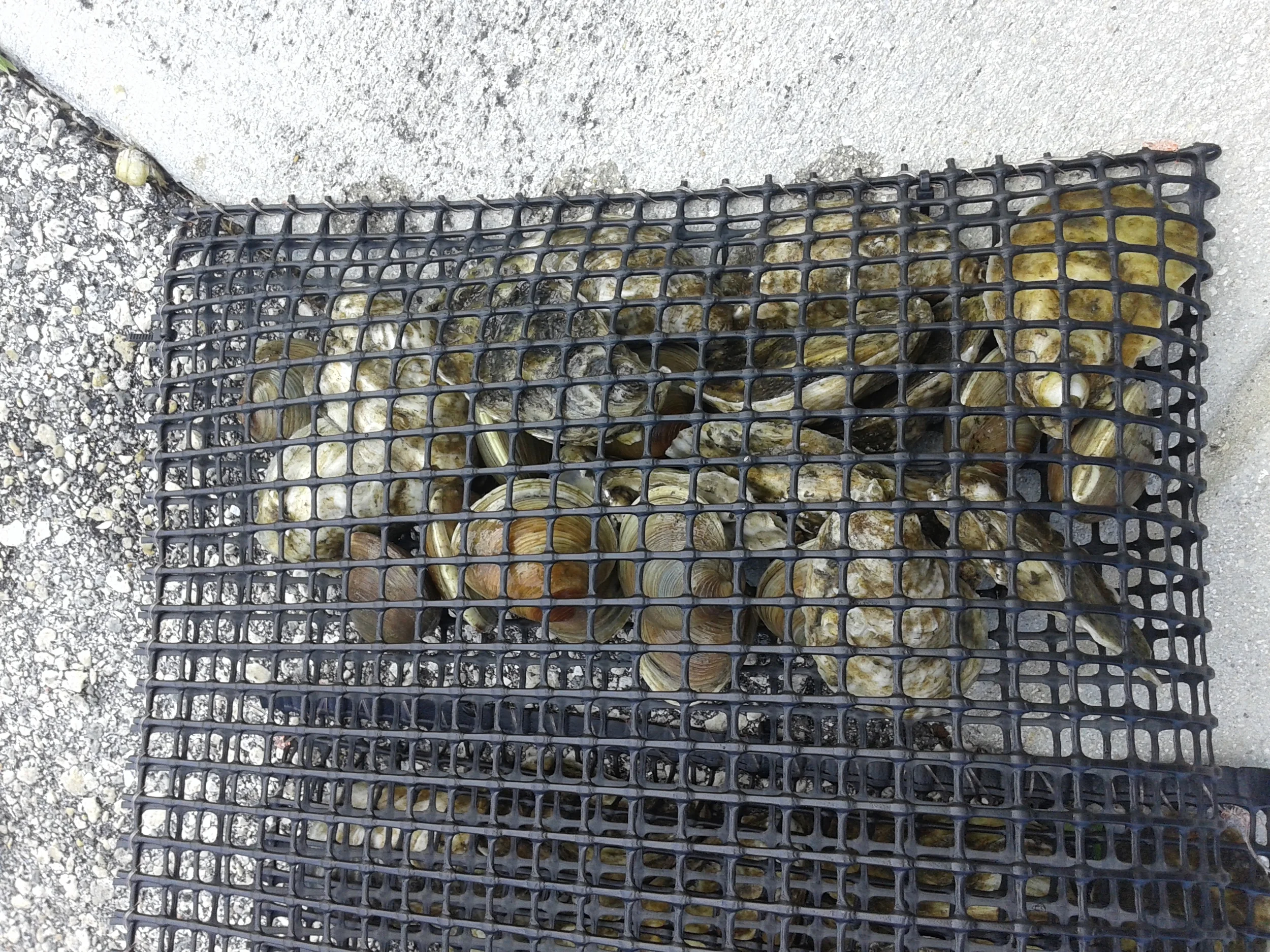 Quarterly collections of natural assemblages of these organisms are coupled with transplant experiments like this one with common bivalves. 