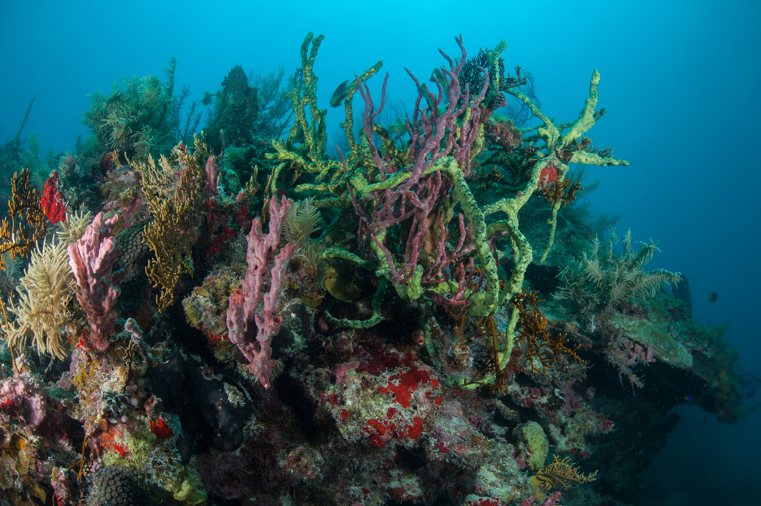 Reefs of Miskito Cays