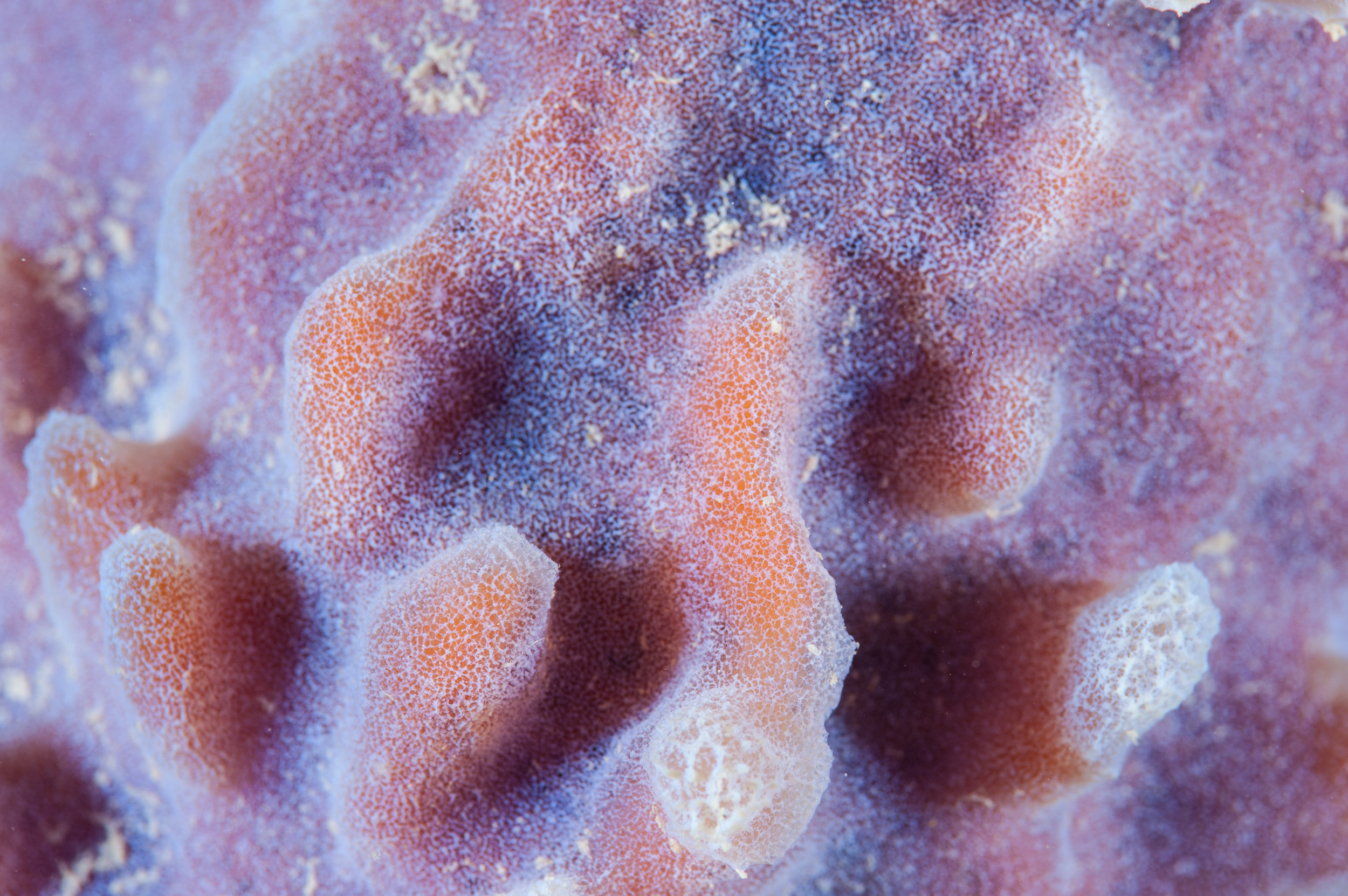 Closeup of Caribbean sponge