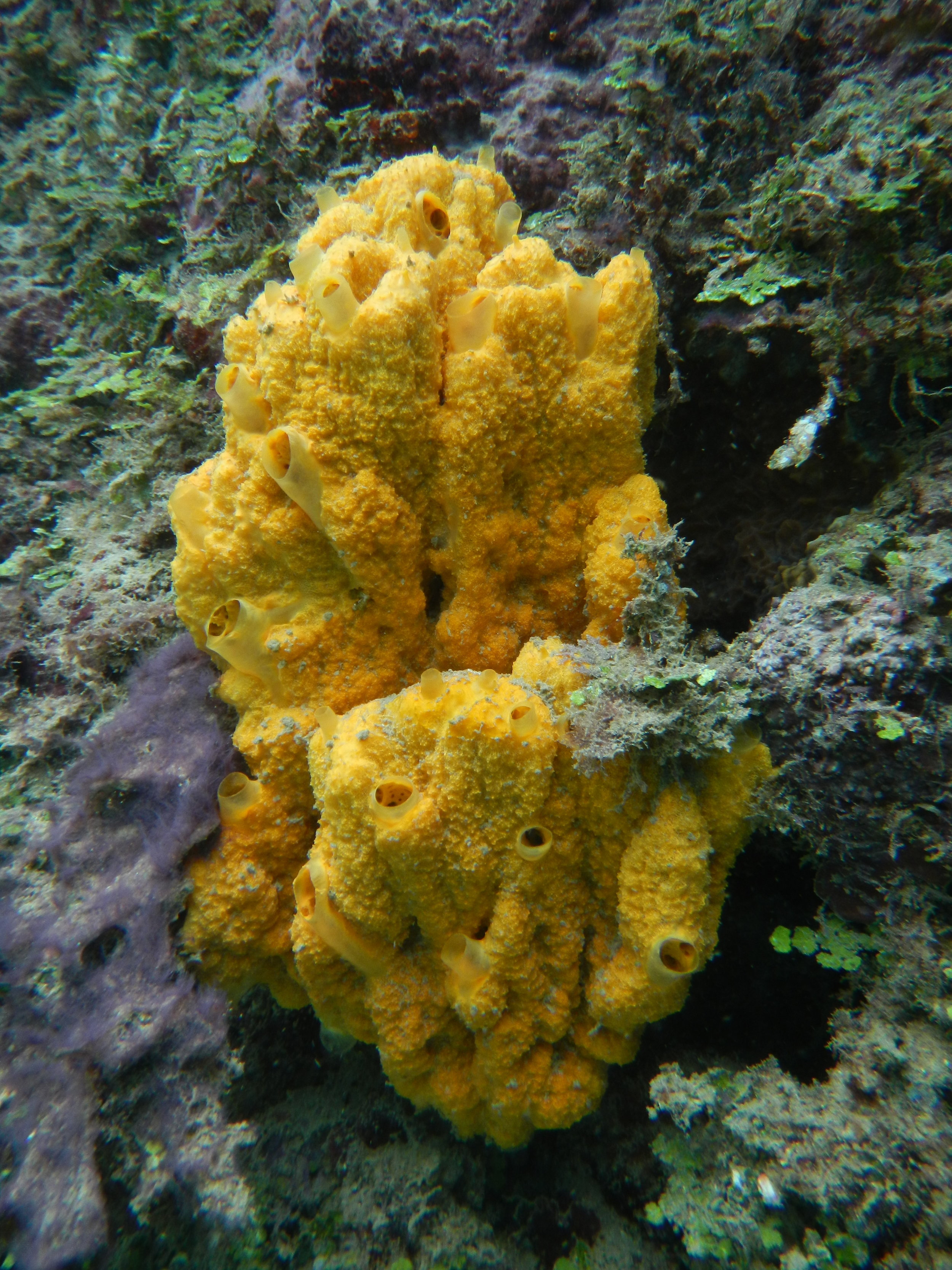 Another Polynesian sponge