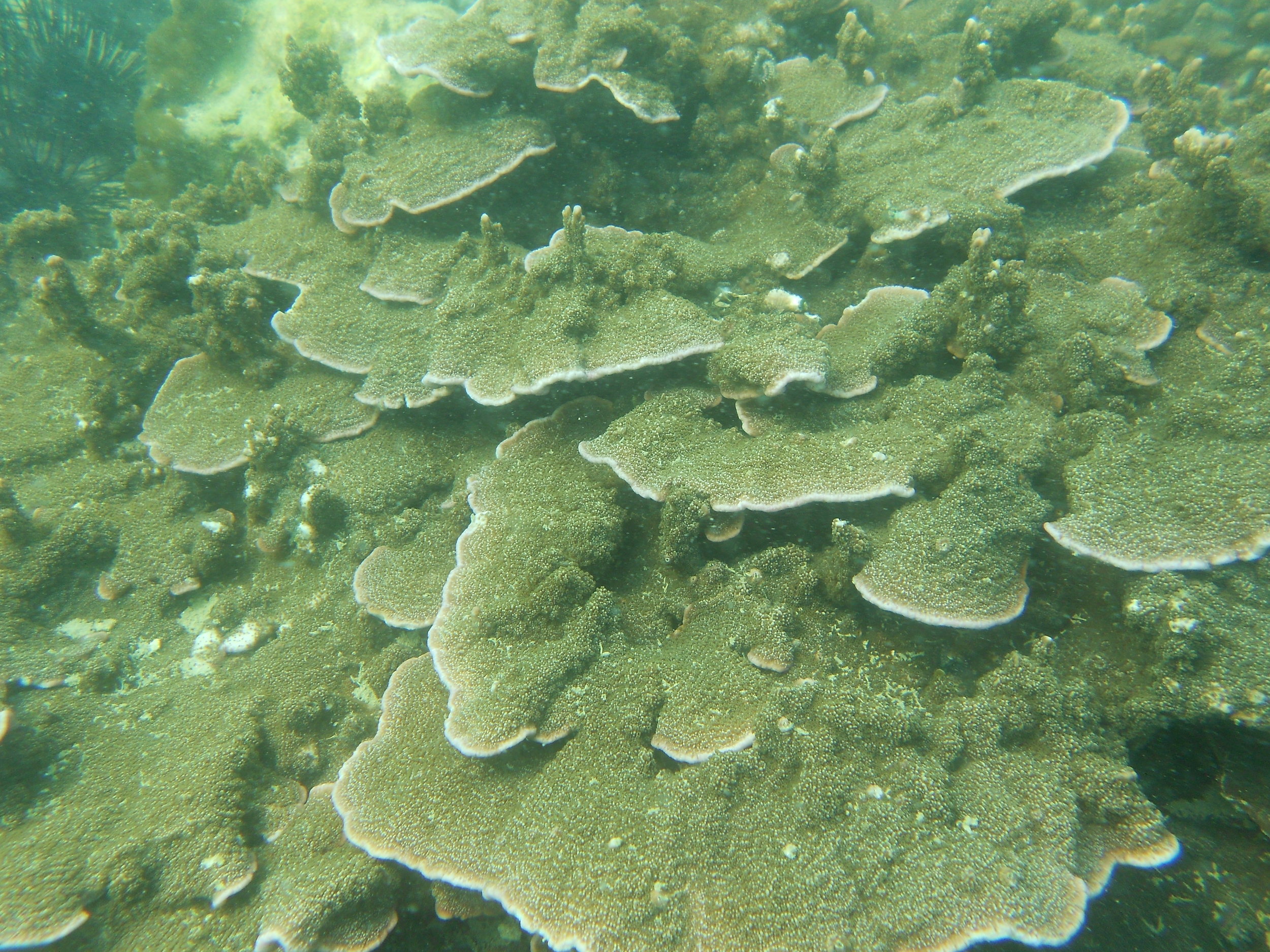 Beautiful reef of Hong Kong