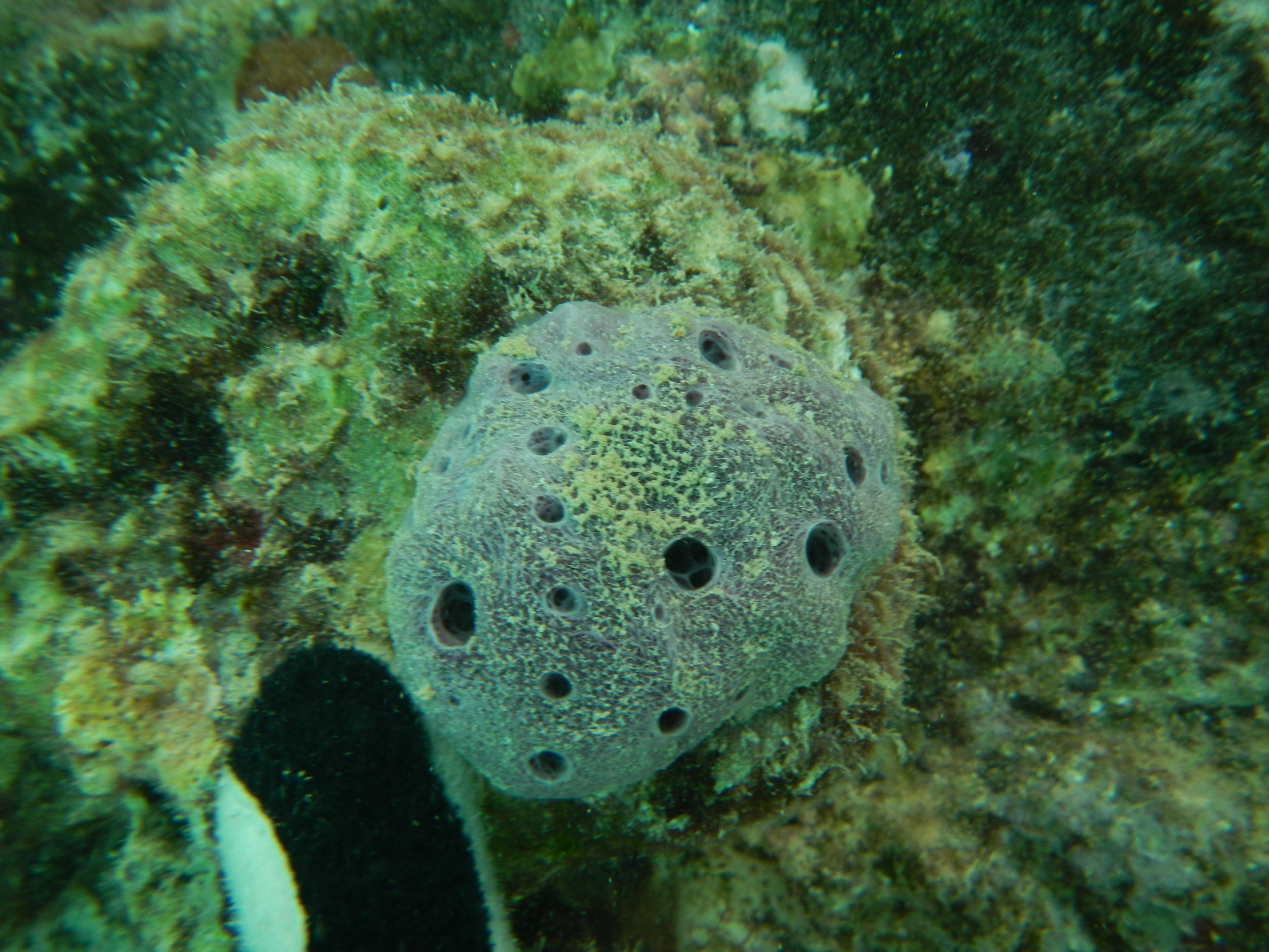 Small Haliclona sponge at the Intercontinental resort in Moorea