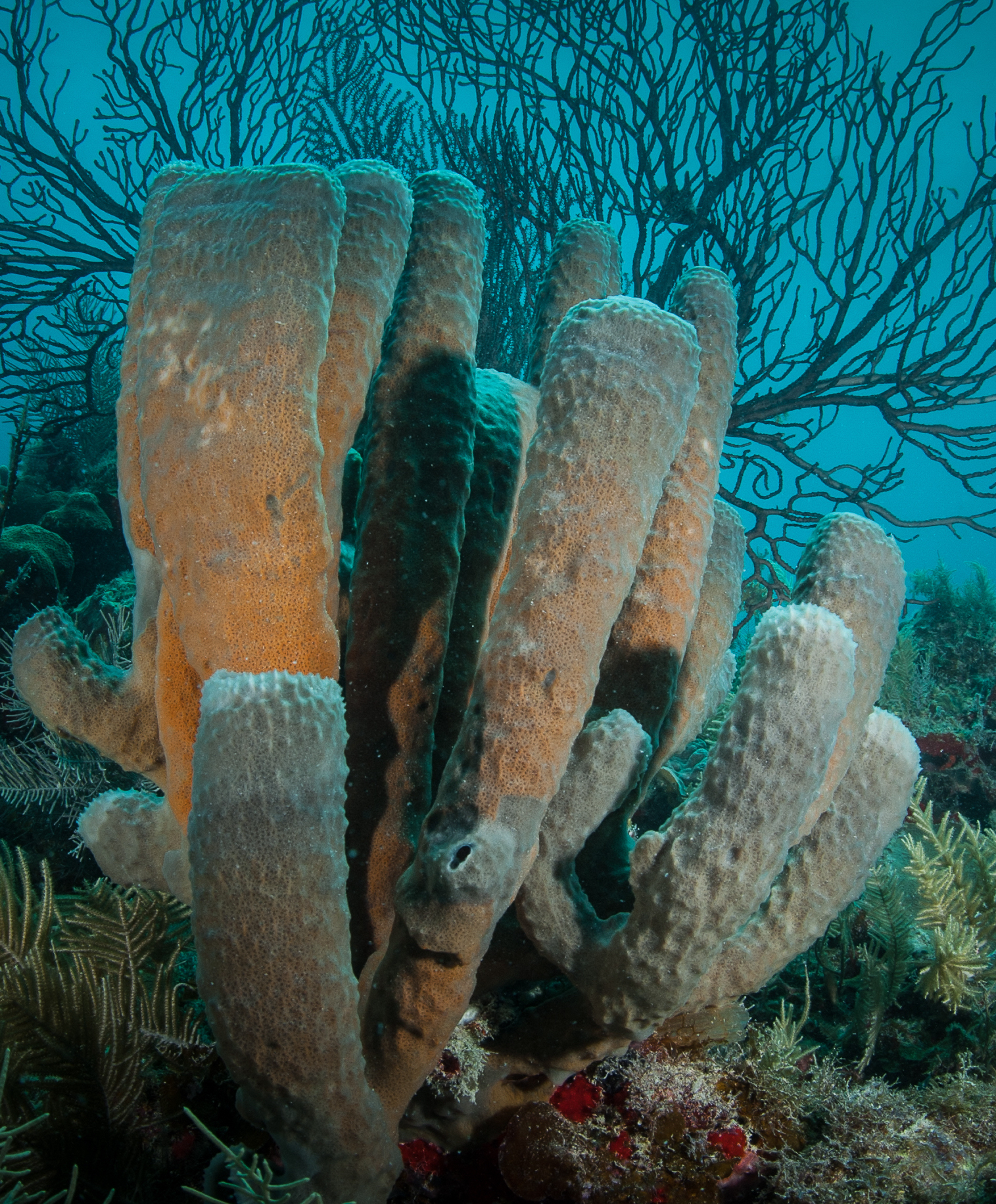 Caribbean tube sponge