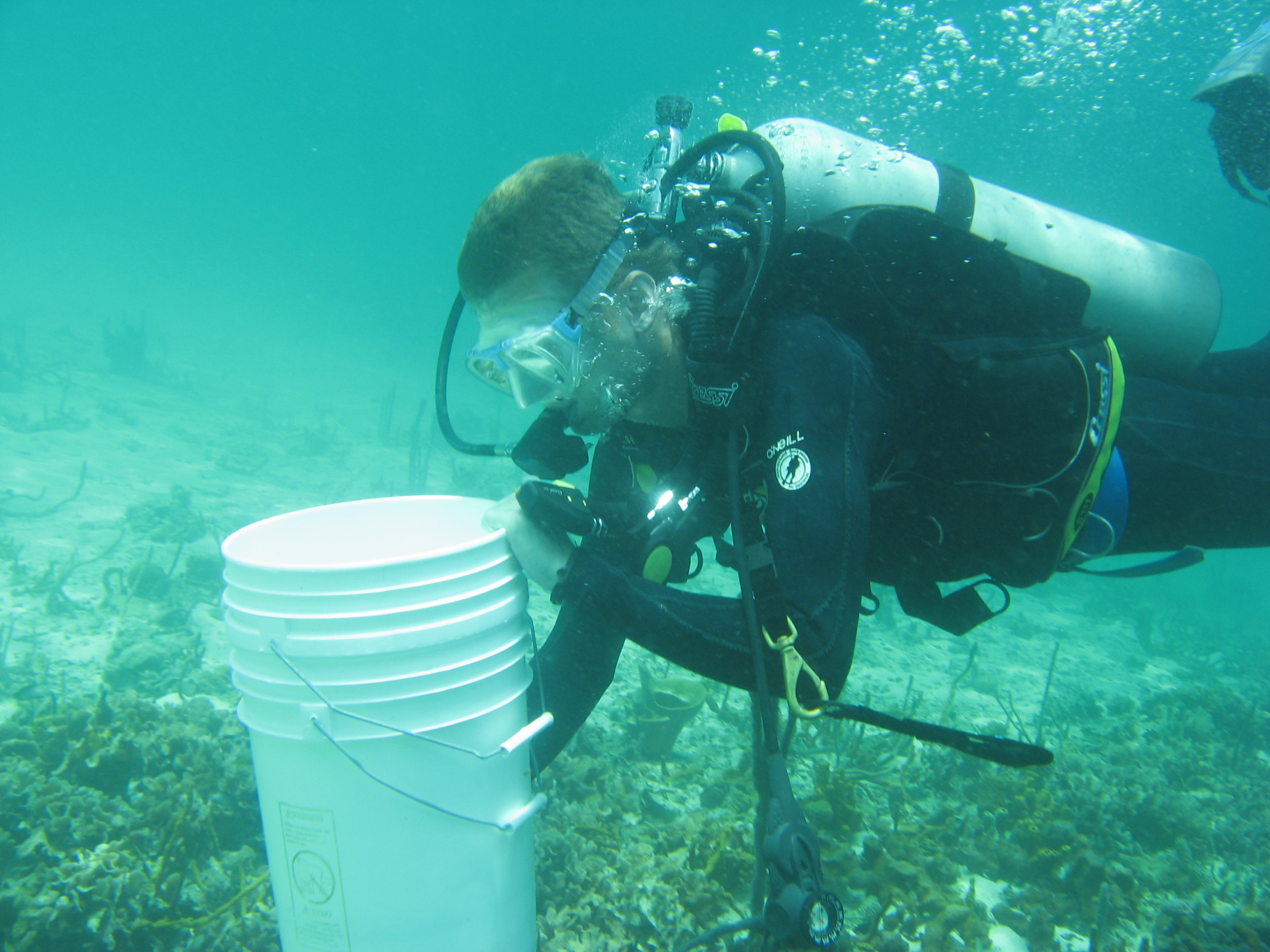 Collecting POM in Panama