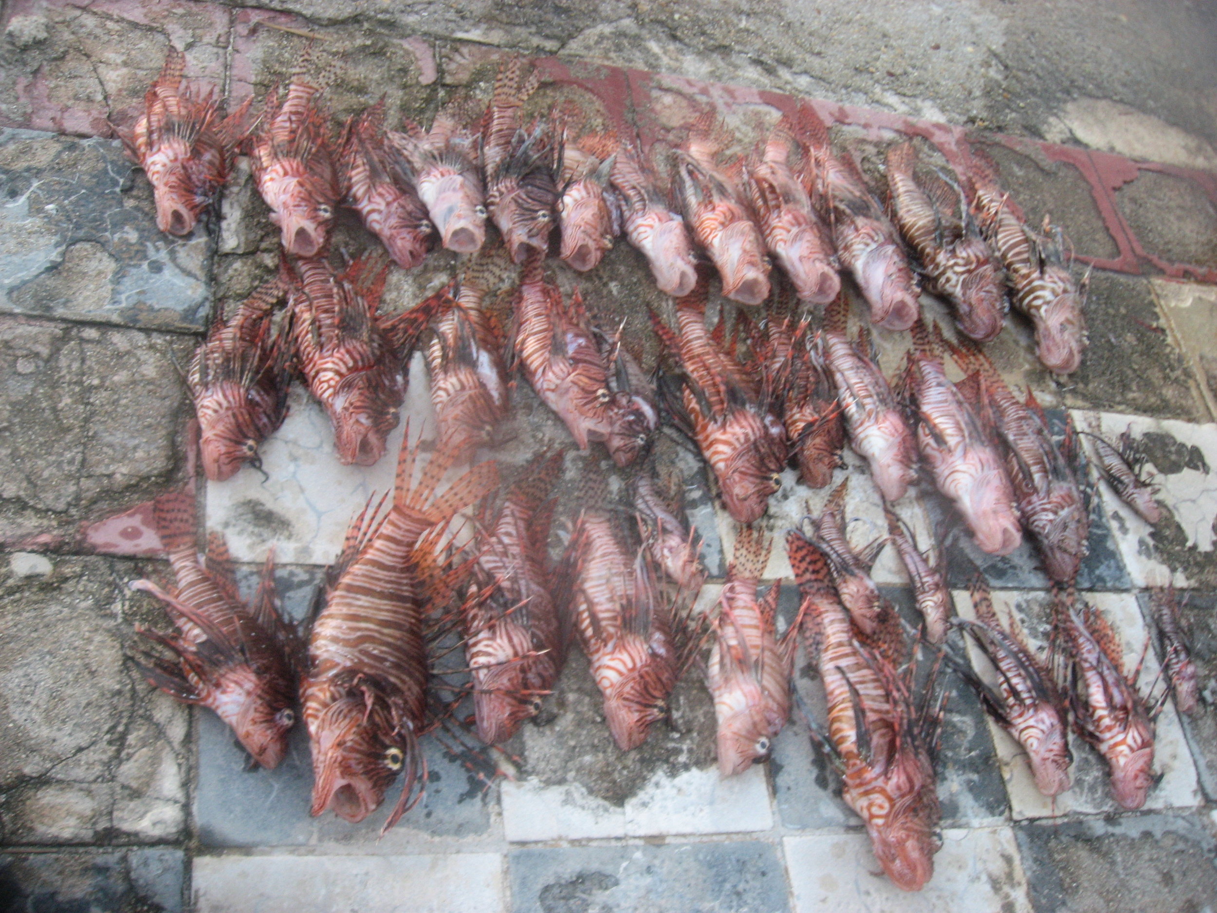 The lionfish haul from 3 dives in Belize