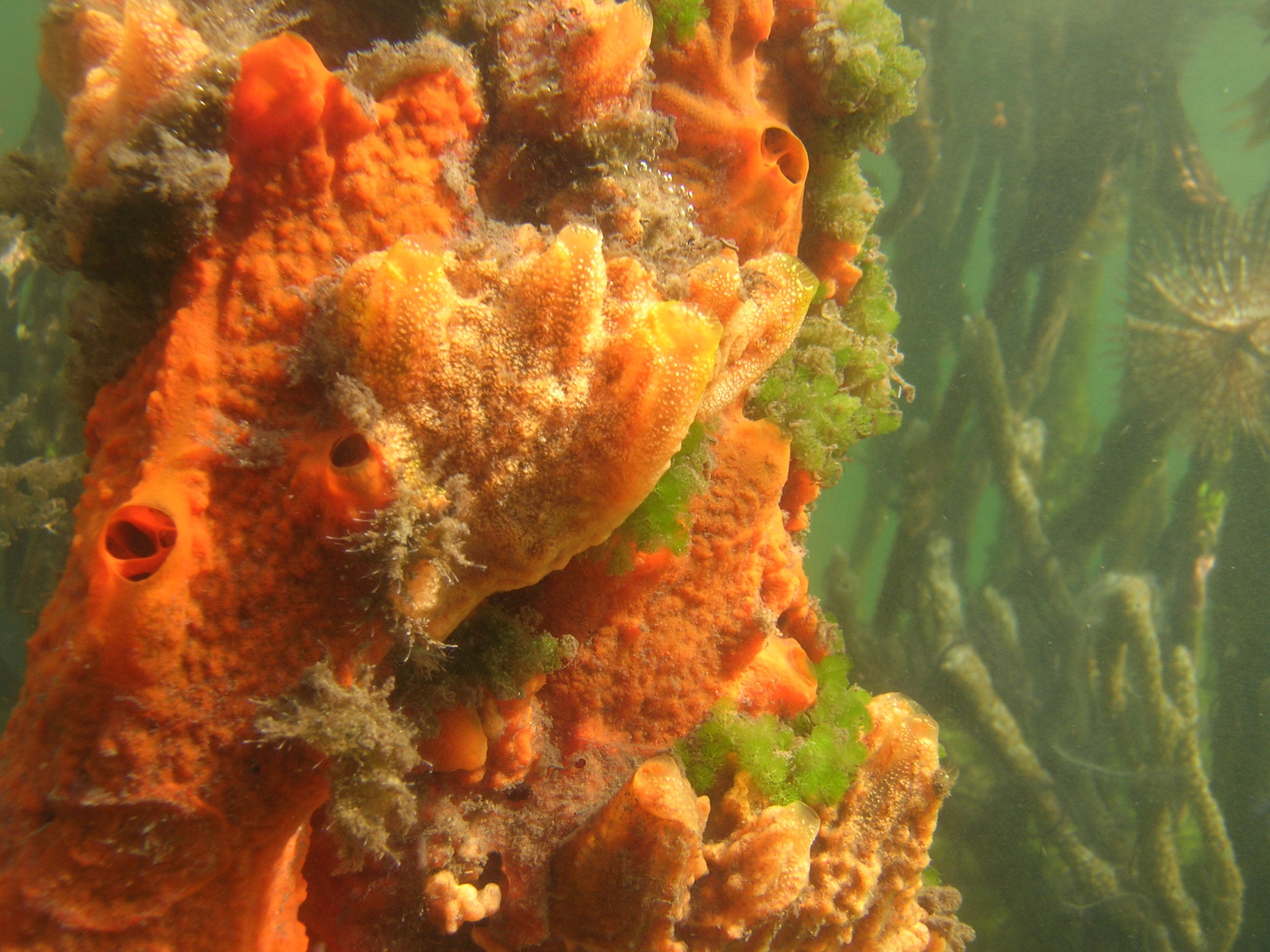 Mangrove sponges in Bocas del Toro, Panama