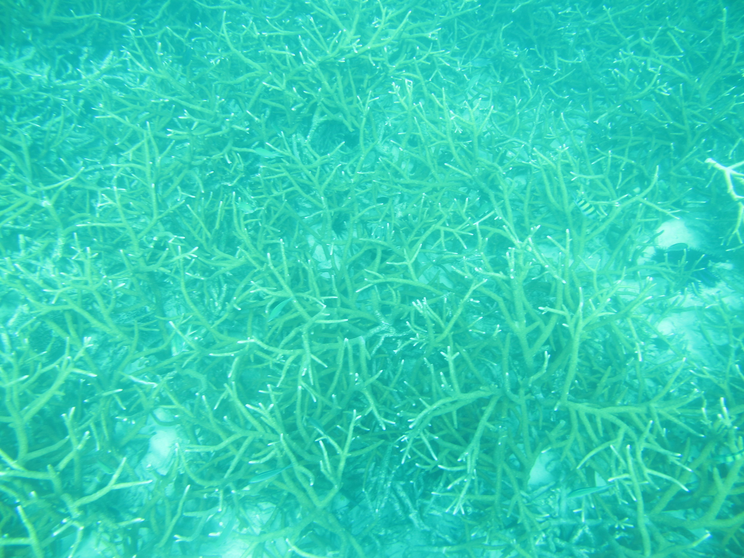 A beautiful reef in Myanmar