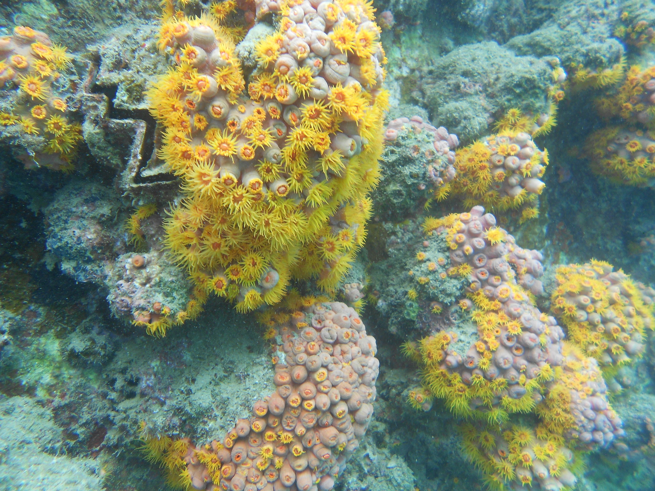 Taiwan corals