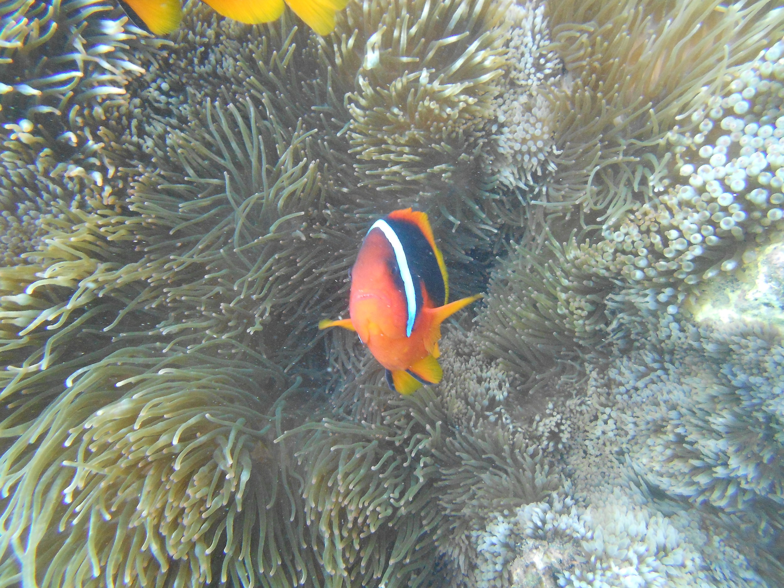 Clownfish in Taiwan