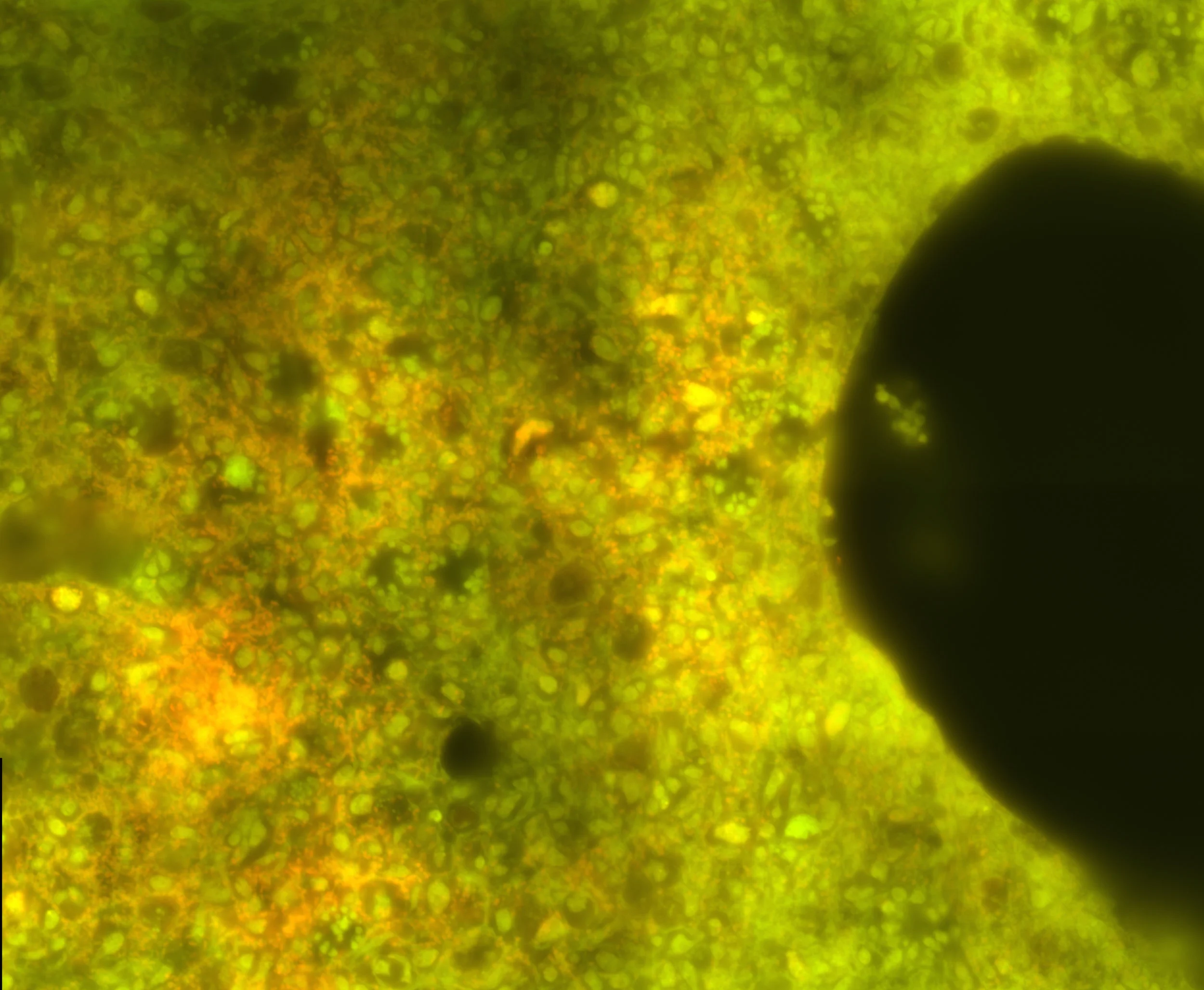 Cyano2.jpg