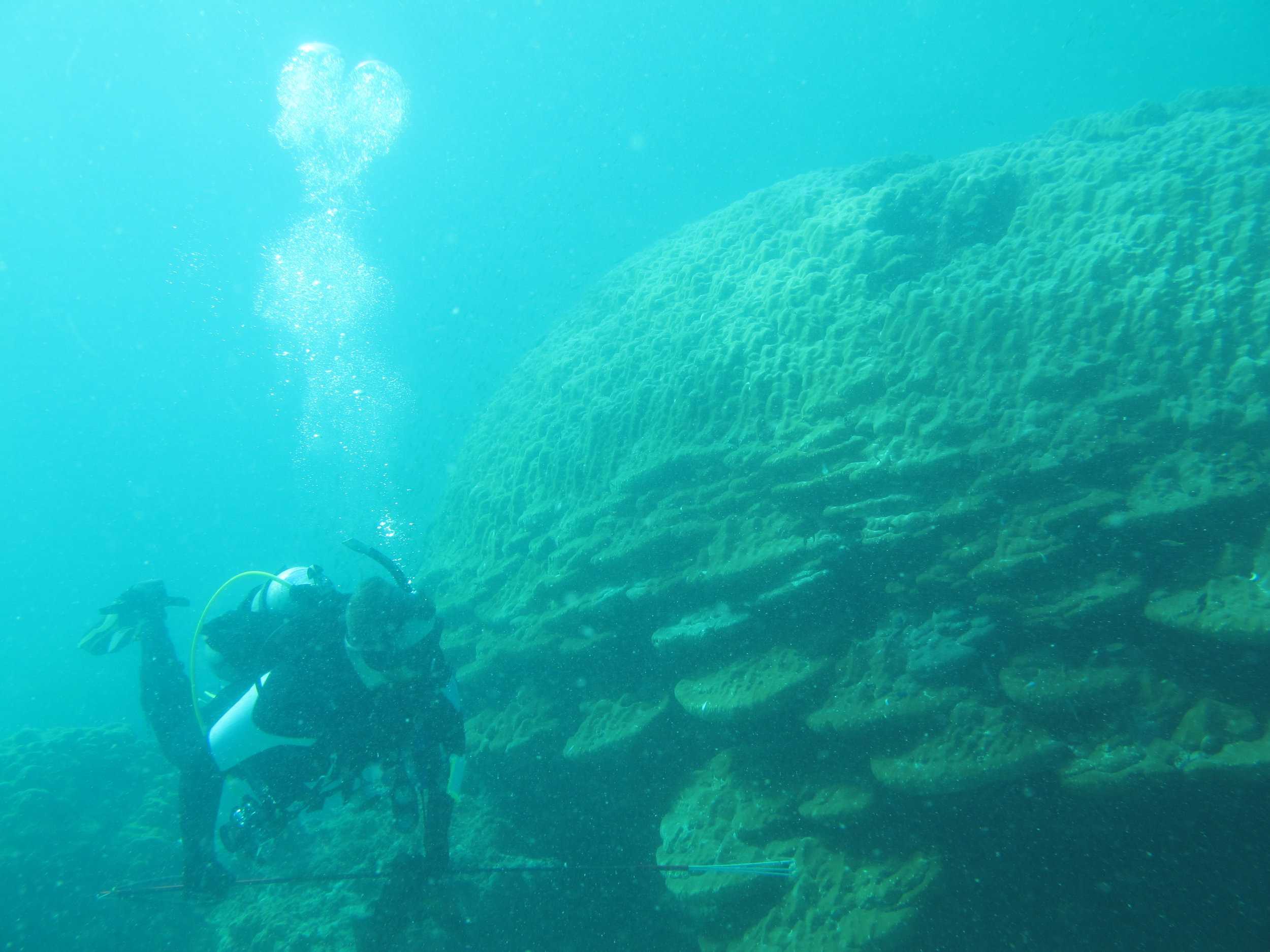 Dave Baker next to an especially large coral in Myanmar