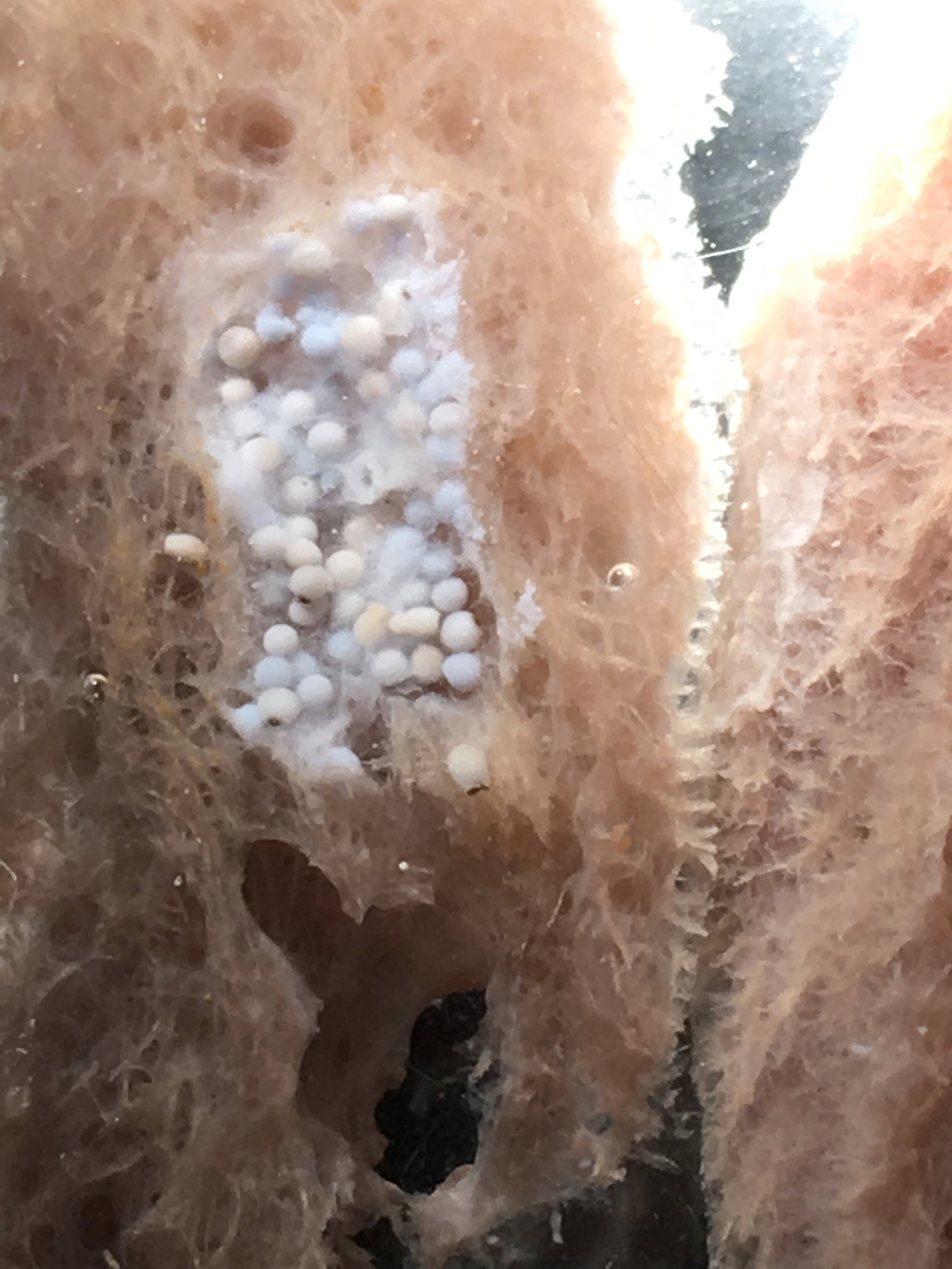  Larvae embedded in sponge tissue 