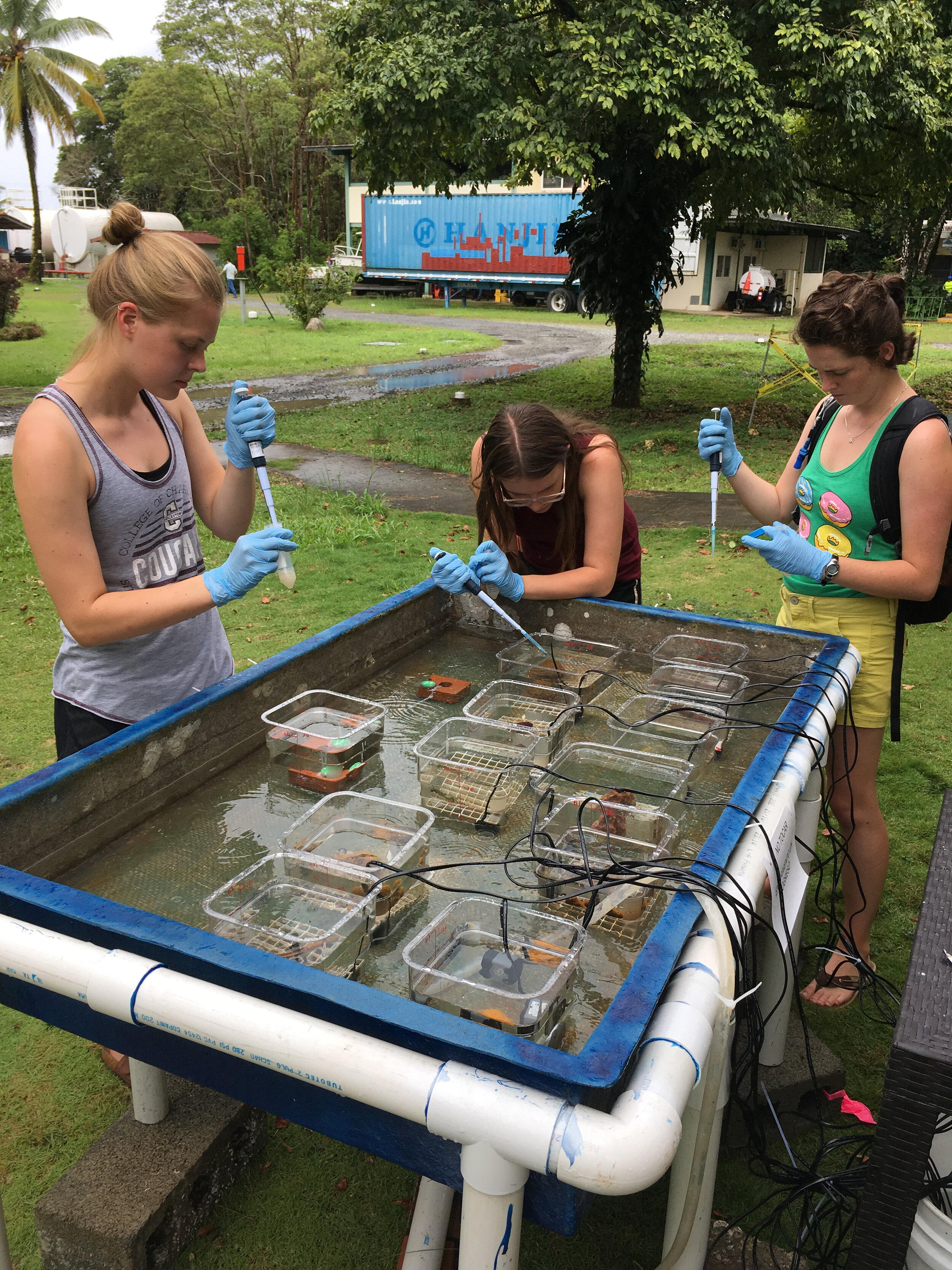 College of Charleston students carrying out sponge research in Bocas del Toro, Panama