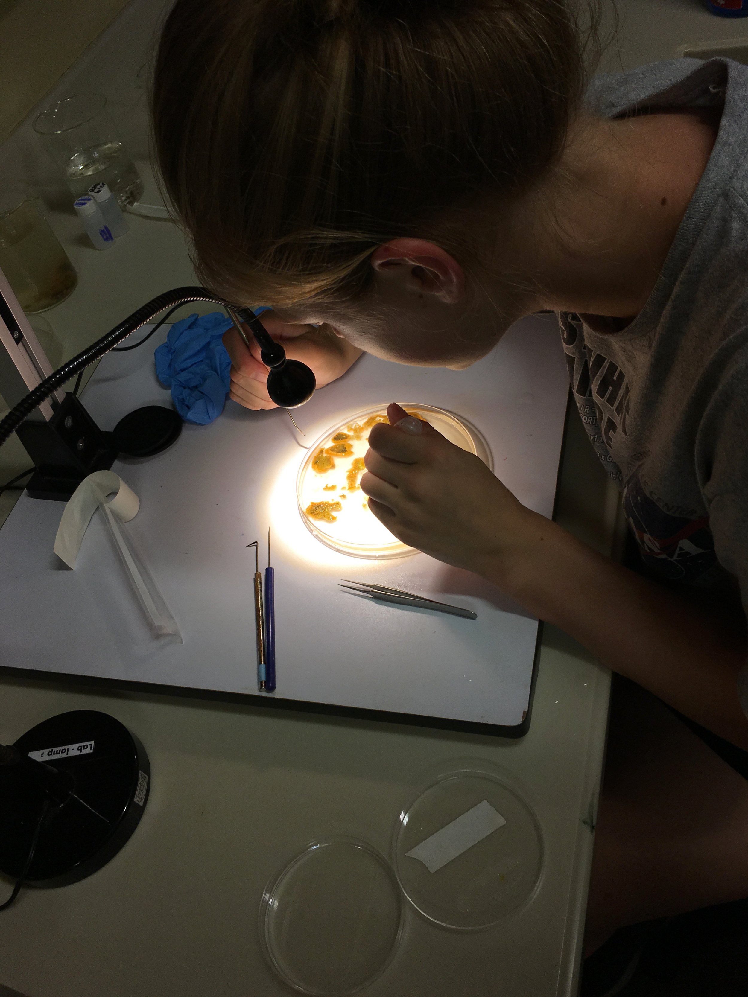  Dissecting sponges to find larvae 