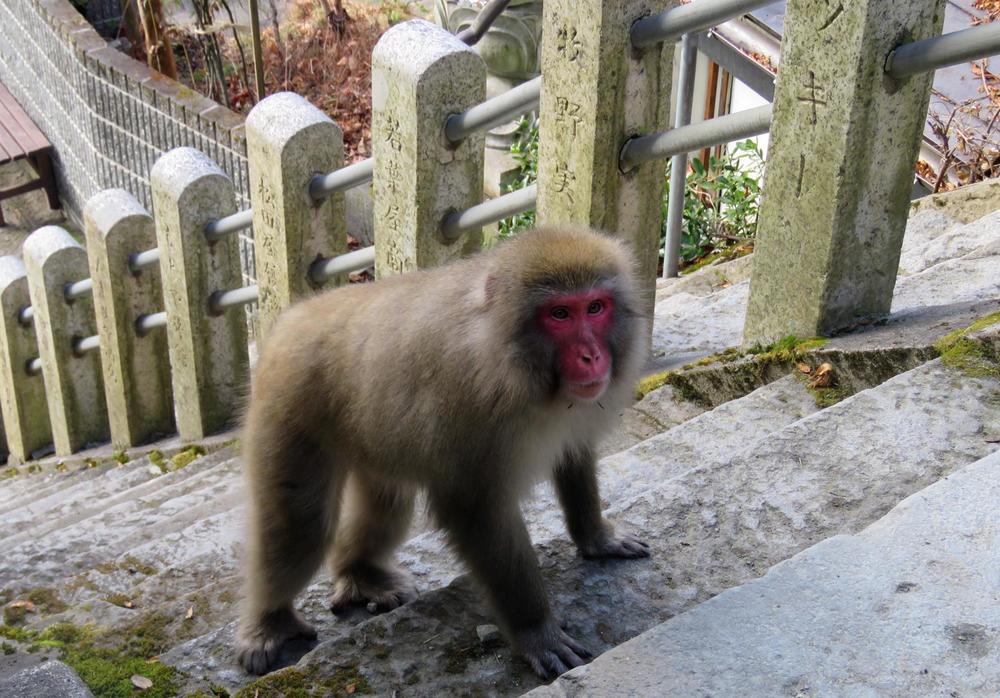 The snow monkeys pop down to town. They prefer the many onsens in town!.jpg