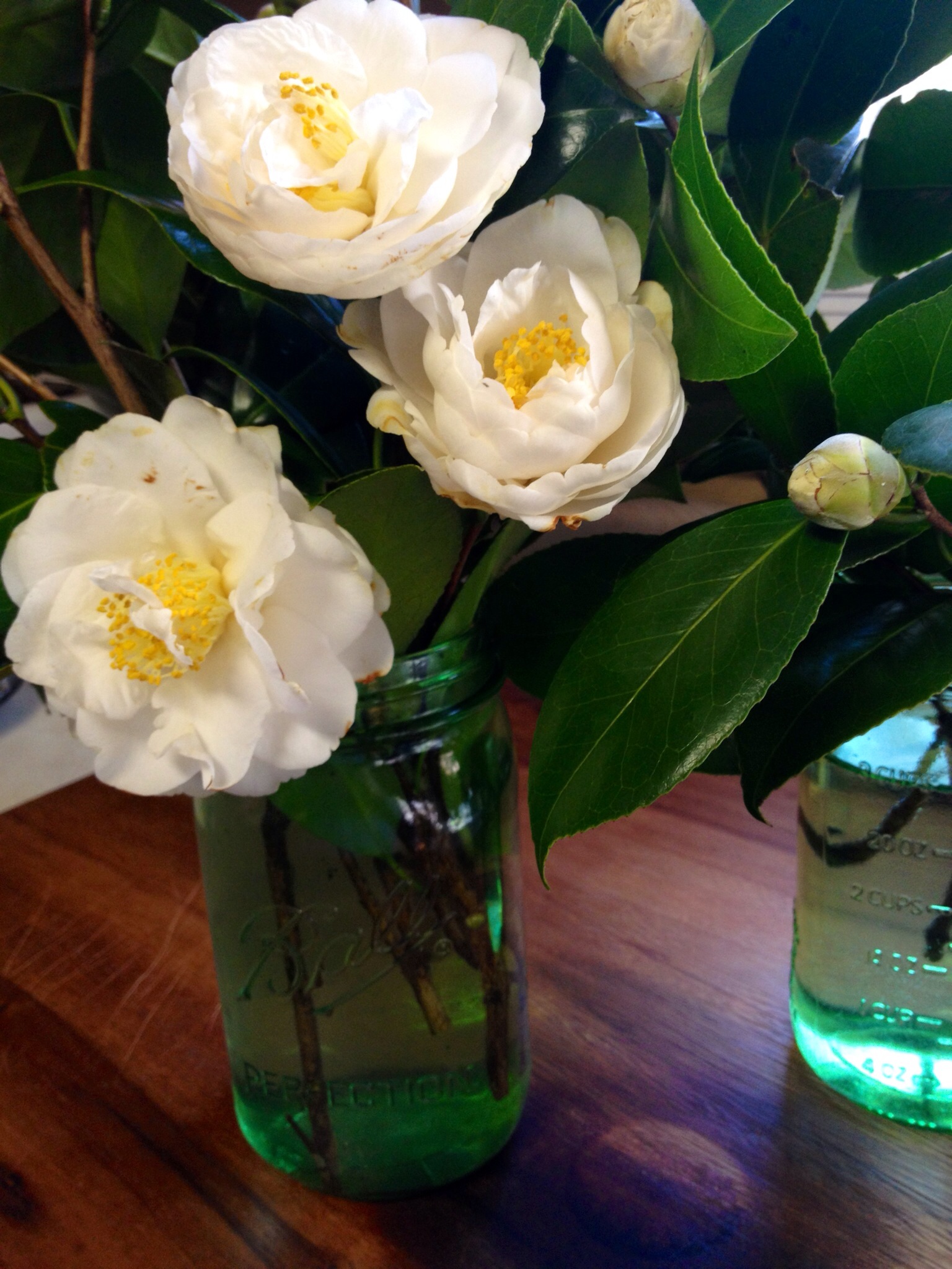 how to force buds to bloom for easy an centerpiece Martie Duncan