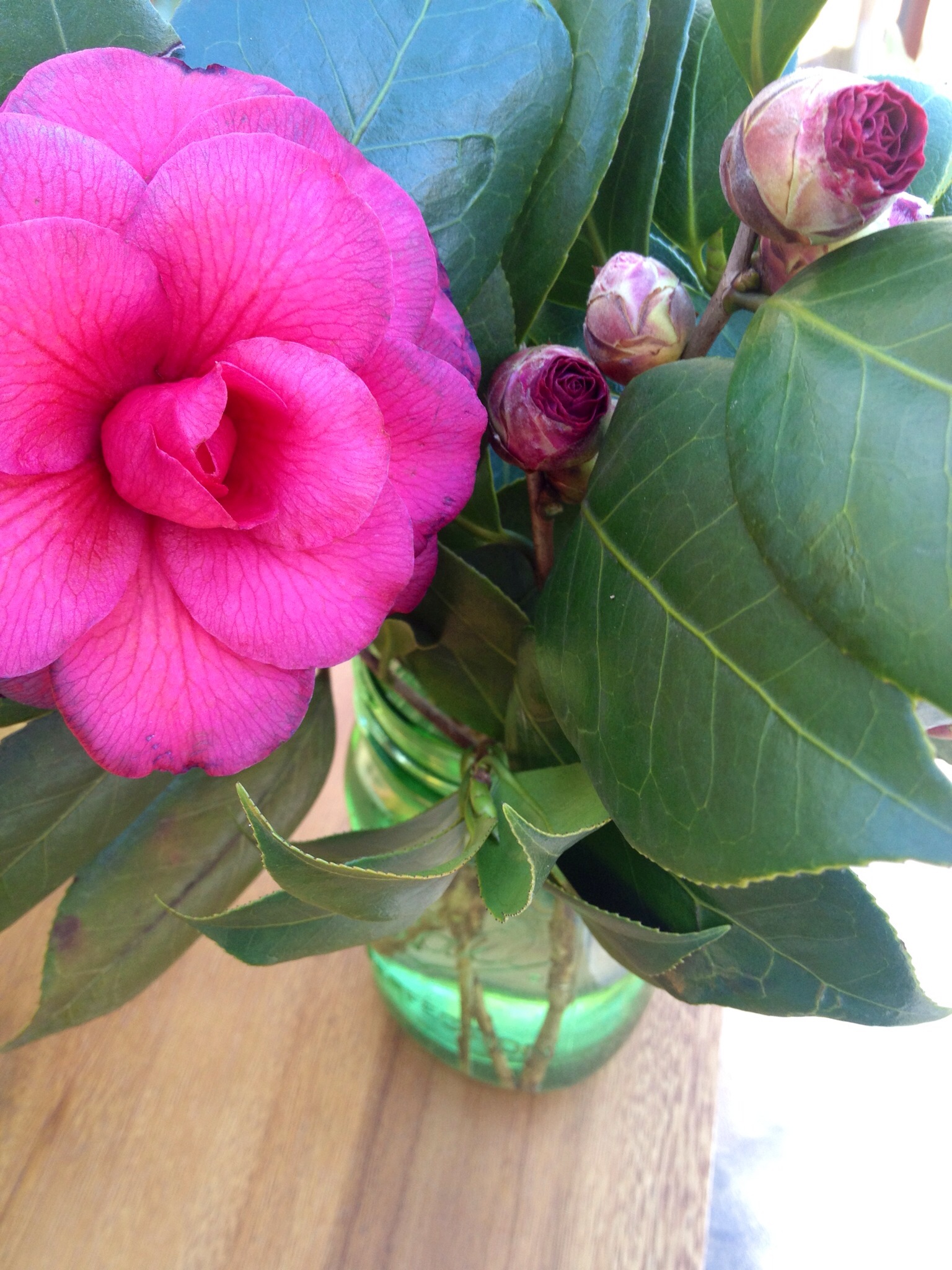 how to force Camellia buds to bloom indoors Martie Duncan