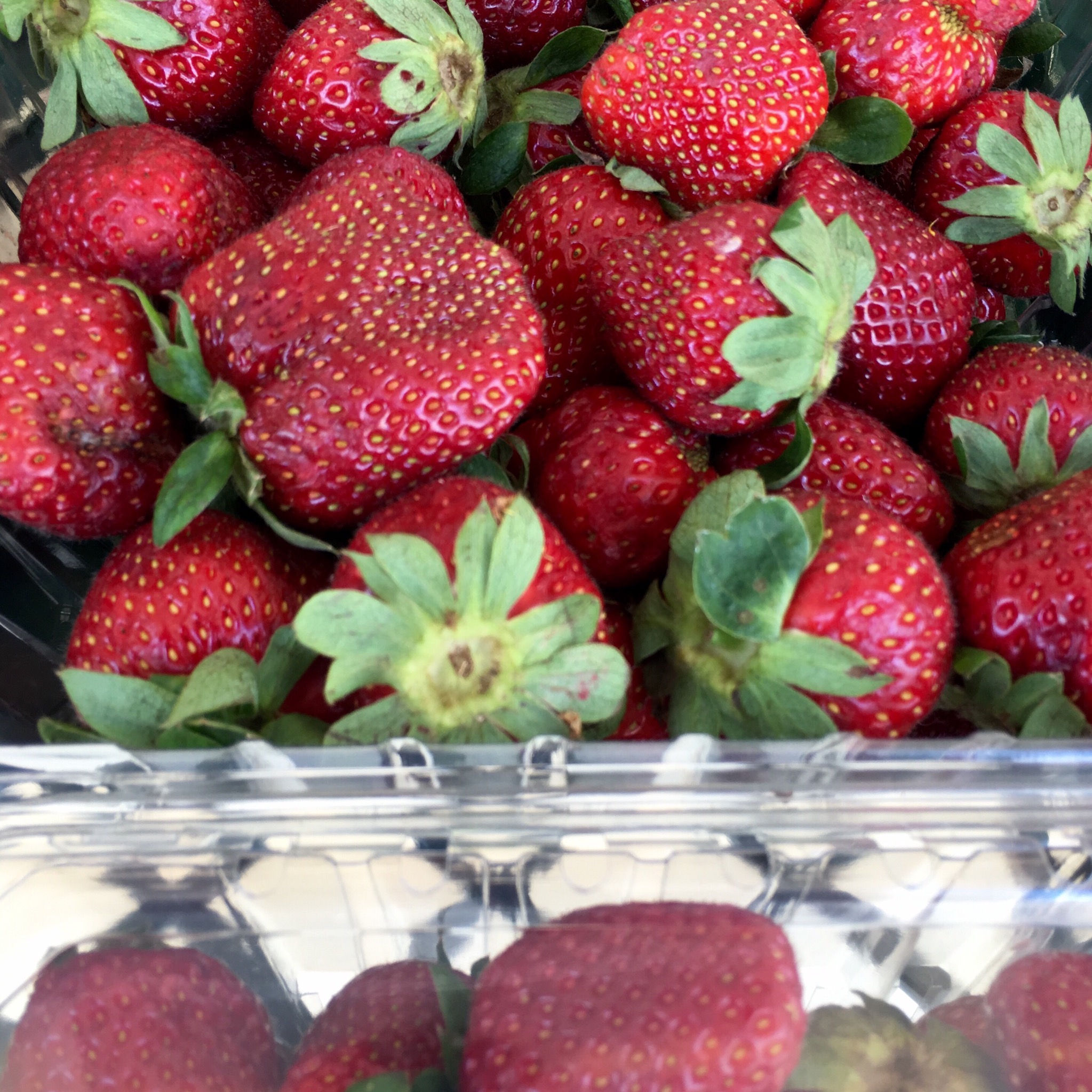Blount County Alabama strawberries