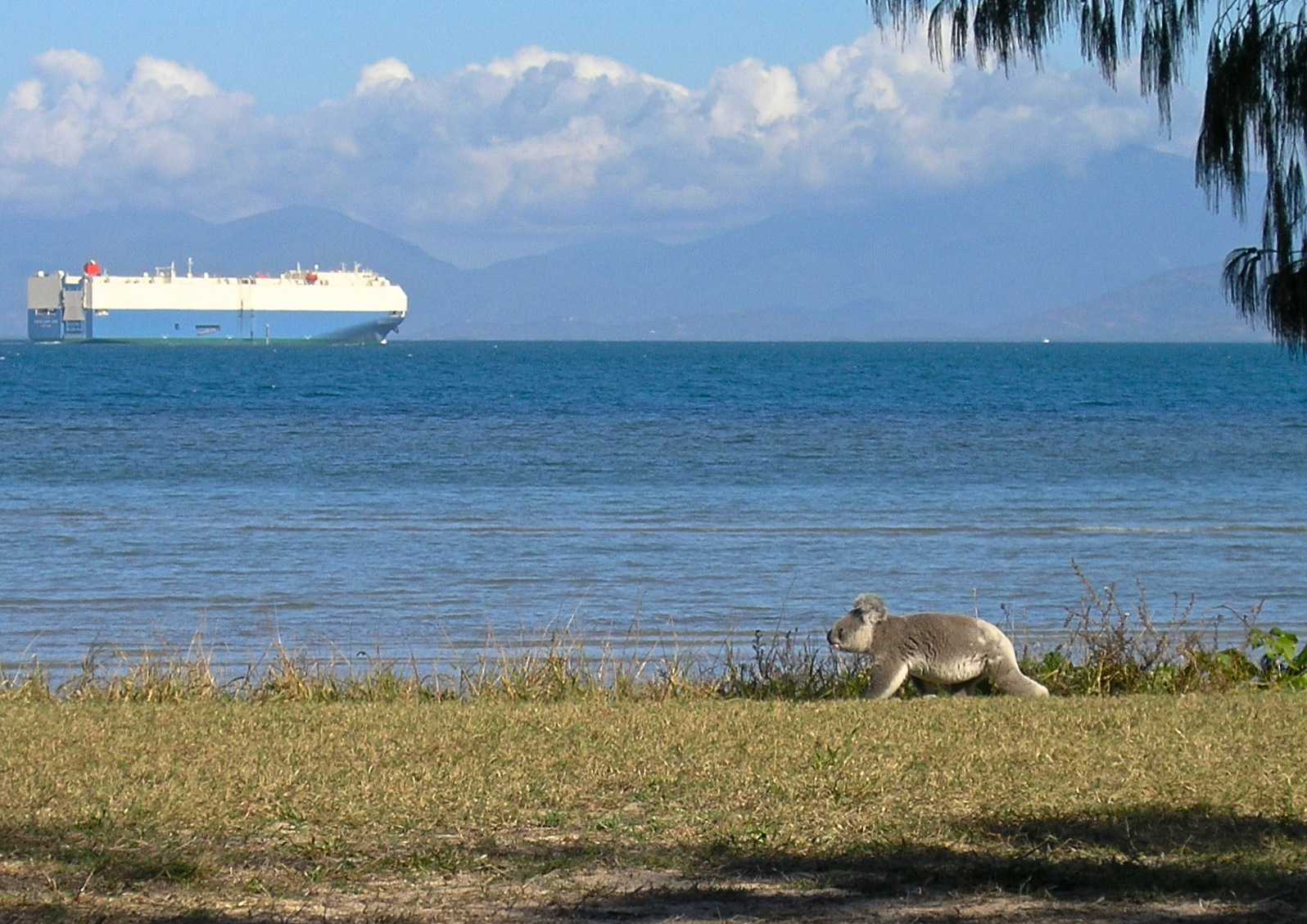 koala walks past car ship.jpg