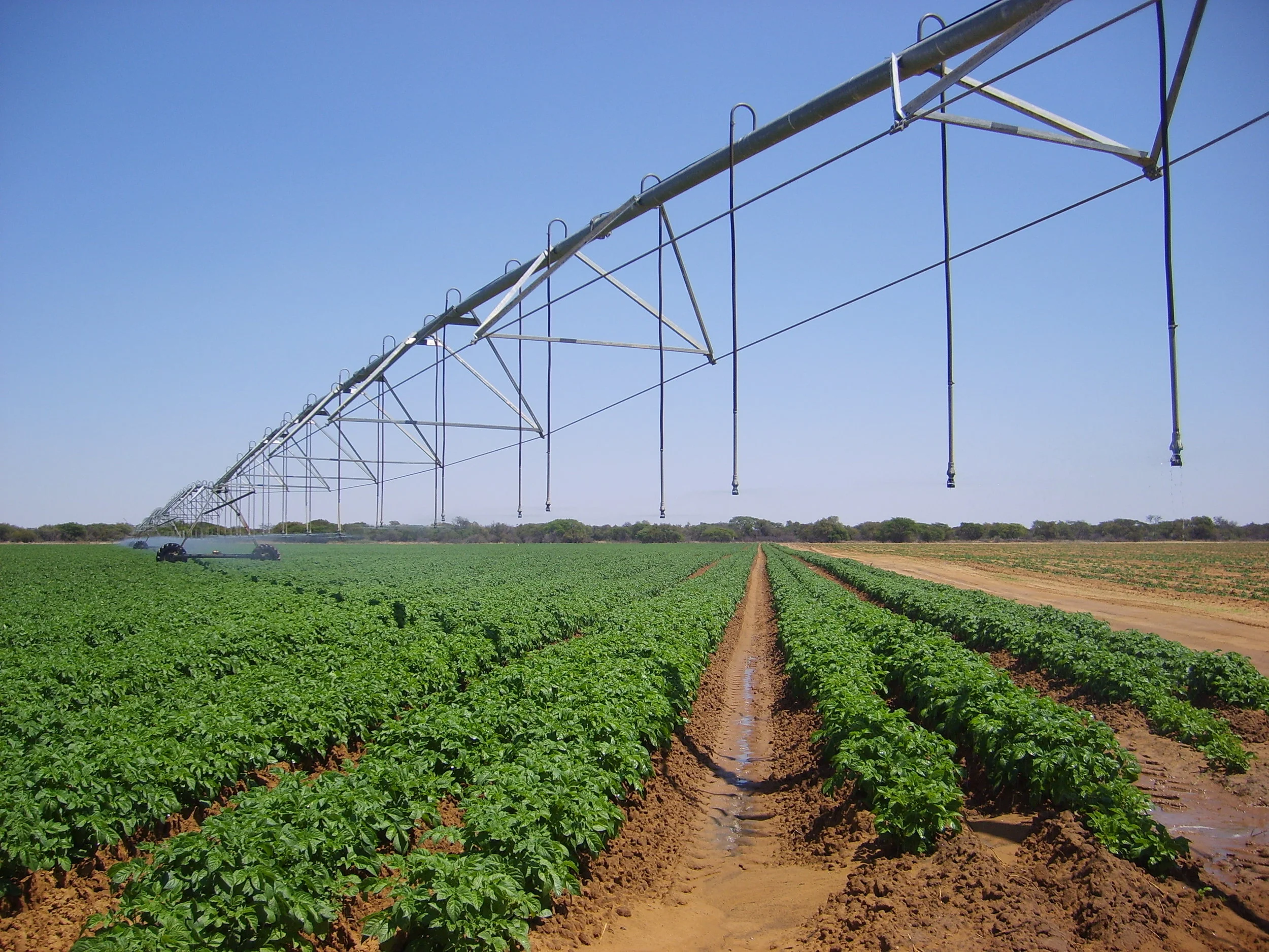 馬鈴薯tpp和clso的管理接近完成 土豆新聞