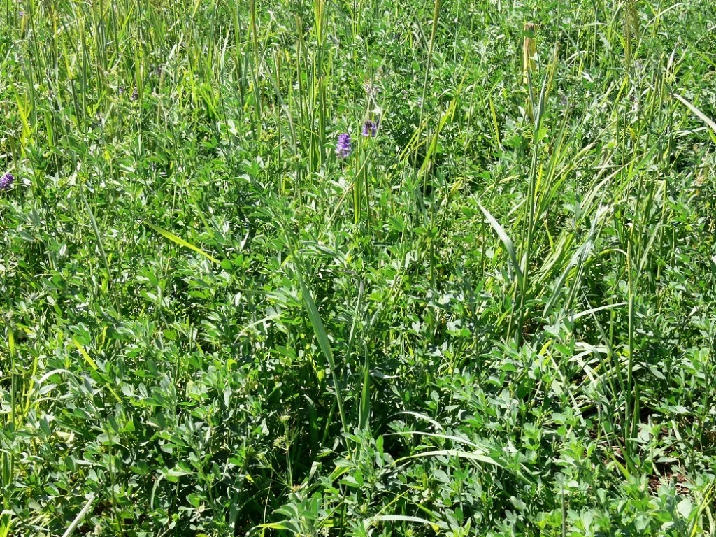 Pasture-mix