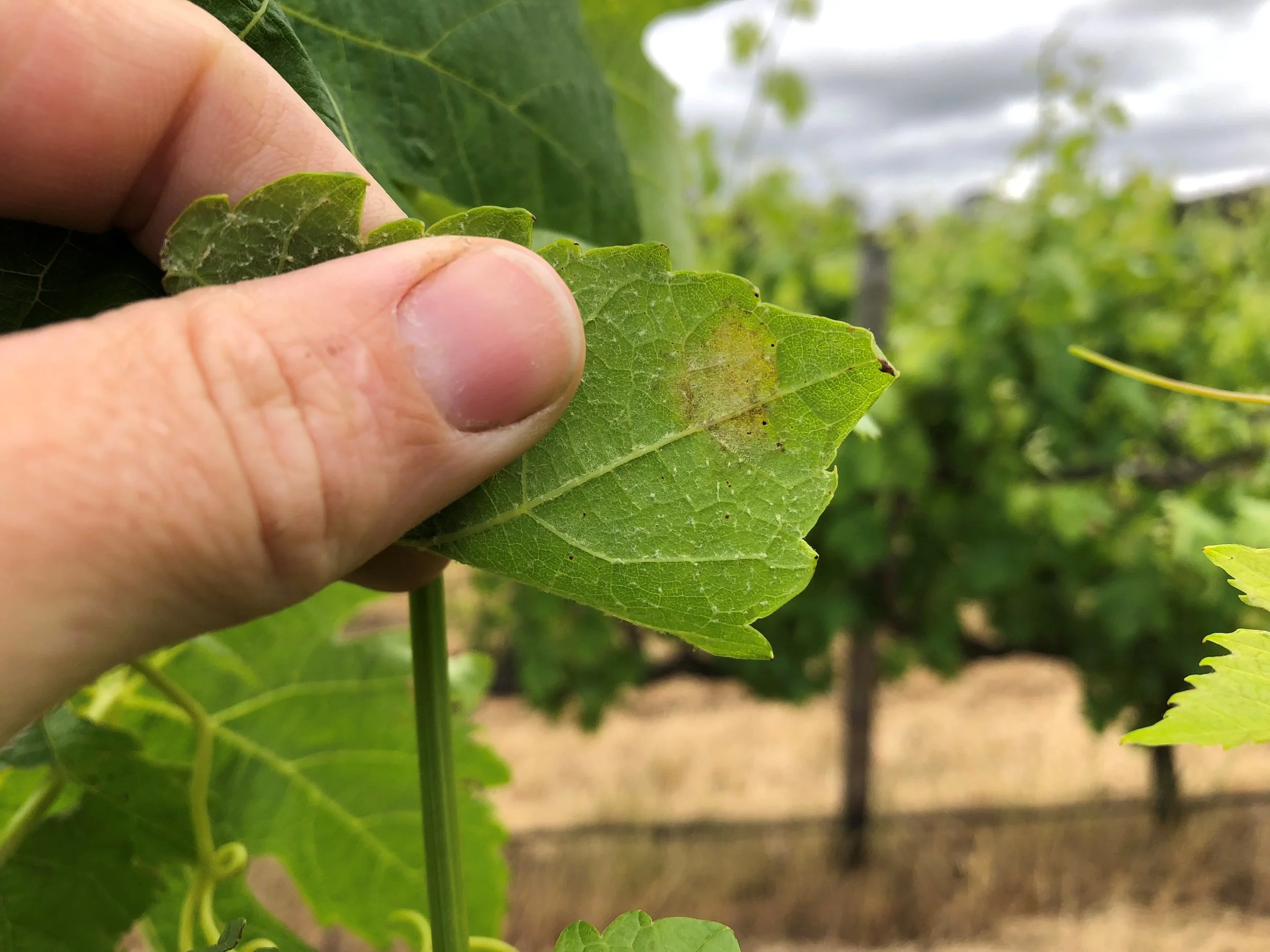 Primary oilspot showing the back of the leaf. Spring.