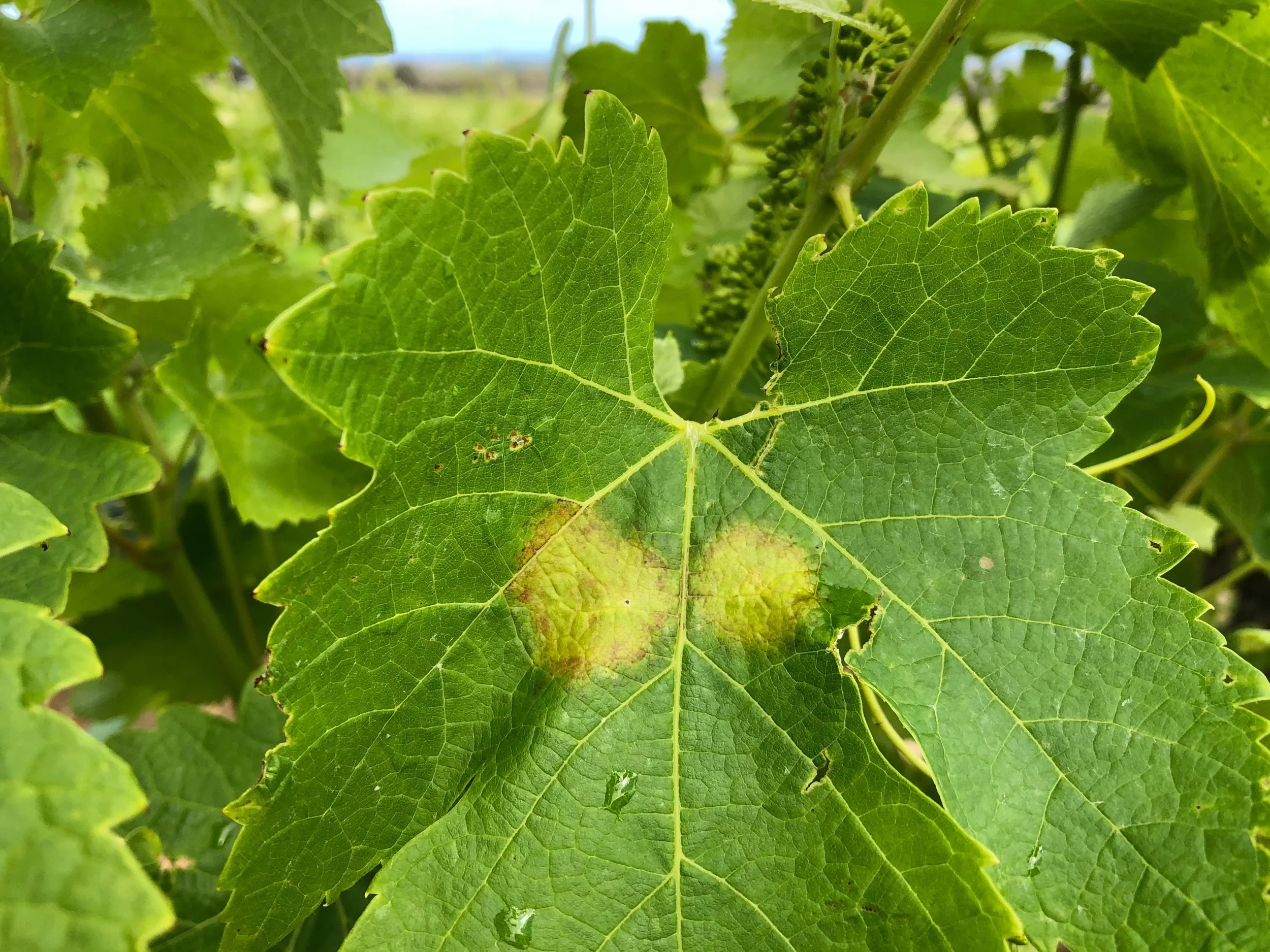A twin downy mildew oilspot. Spring.