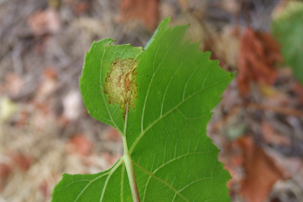 DownyMildew18012018.jpg