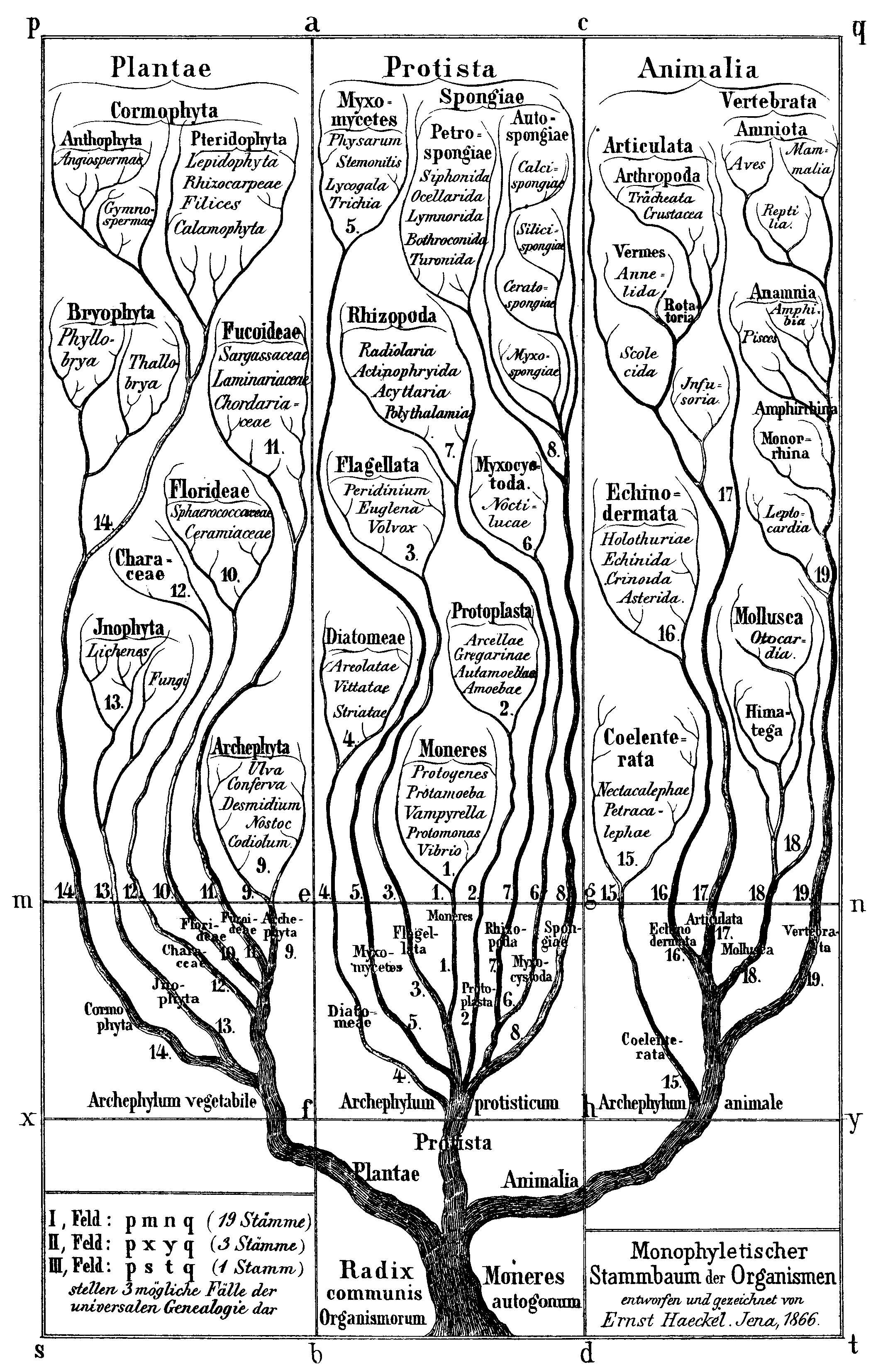 Haeckel's tree.png