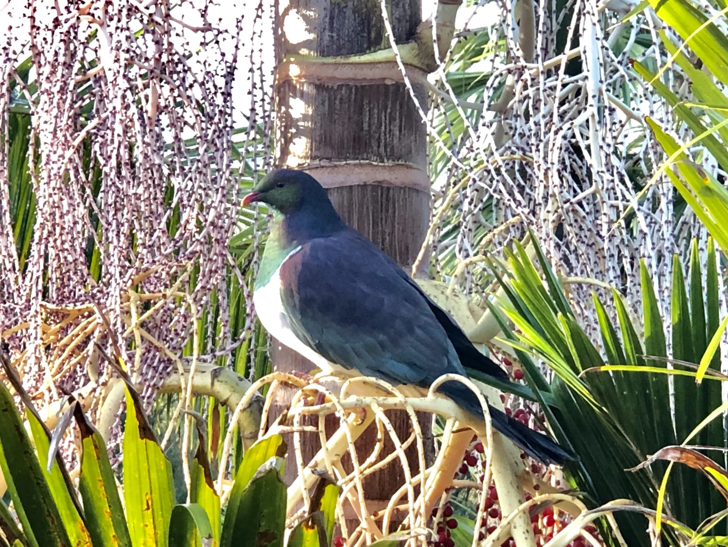 A kererū, the New Zealand wood pigeon, feeding in the garden