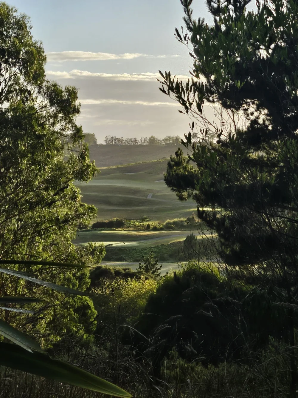 The Wainui Golf Course fairways seen through native bush from the lodge