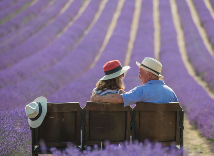 Lordington Lavender 