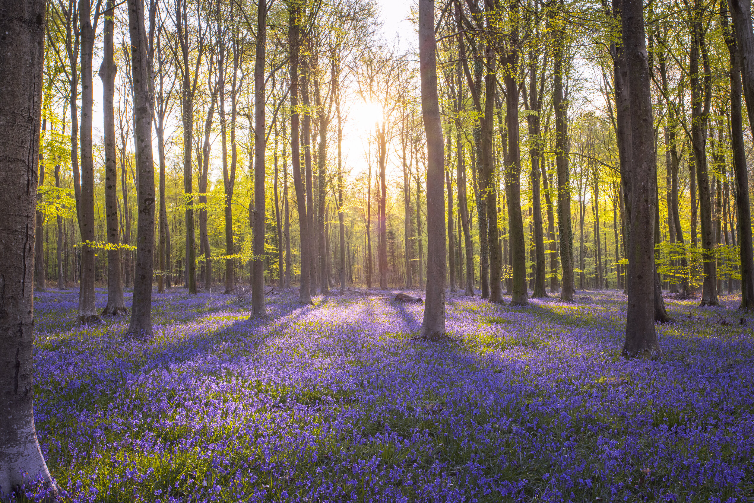 Sussex Landscape photography - Bluebells- Angmering