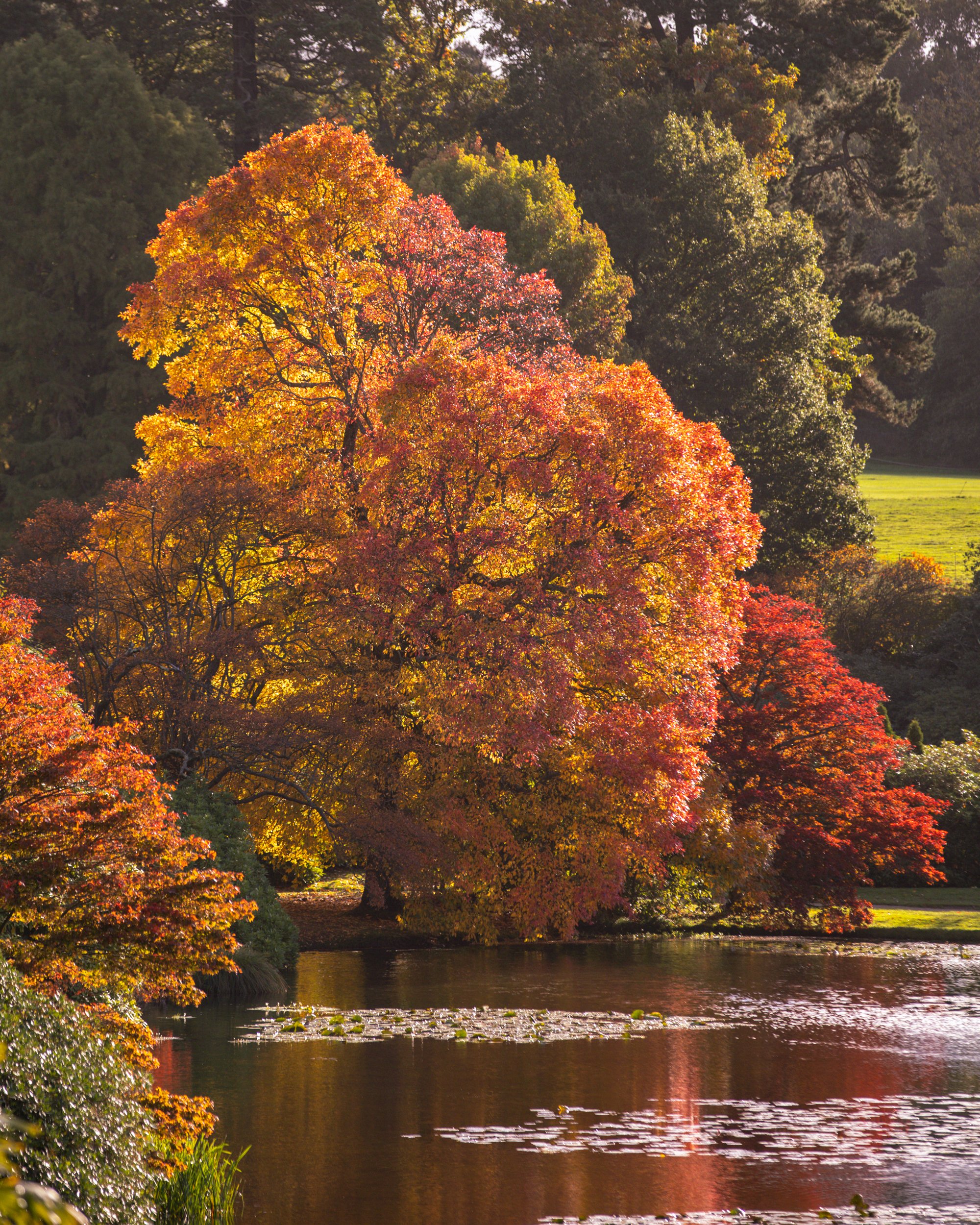 Sheffield Park 