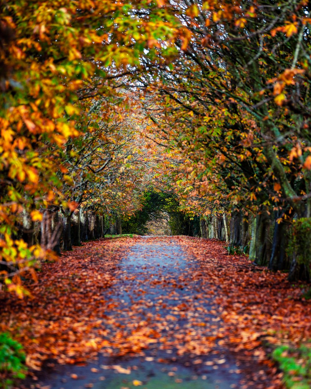 Berwick autumn tree tunnel 