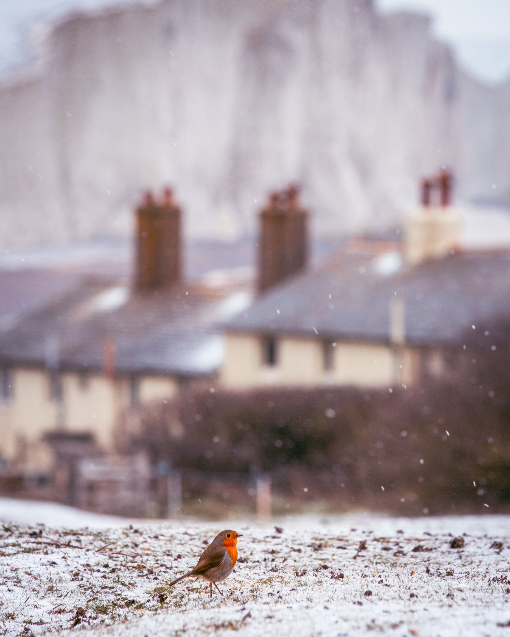 Robin on Snowy morning at Seford Head
